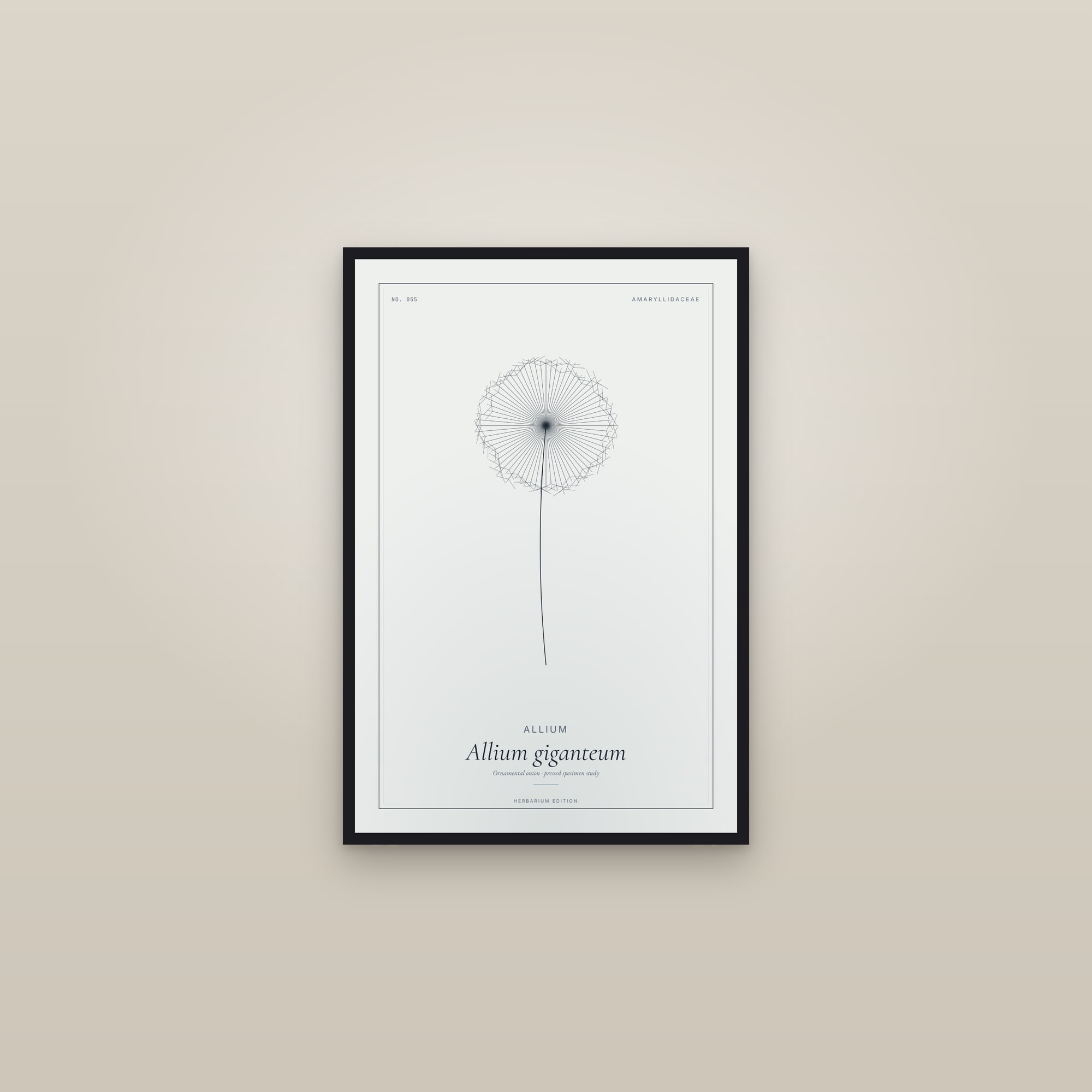 Allium — Botanical Specimen — framed in a gallery setting
