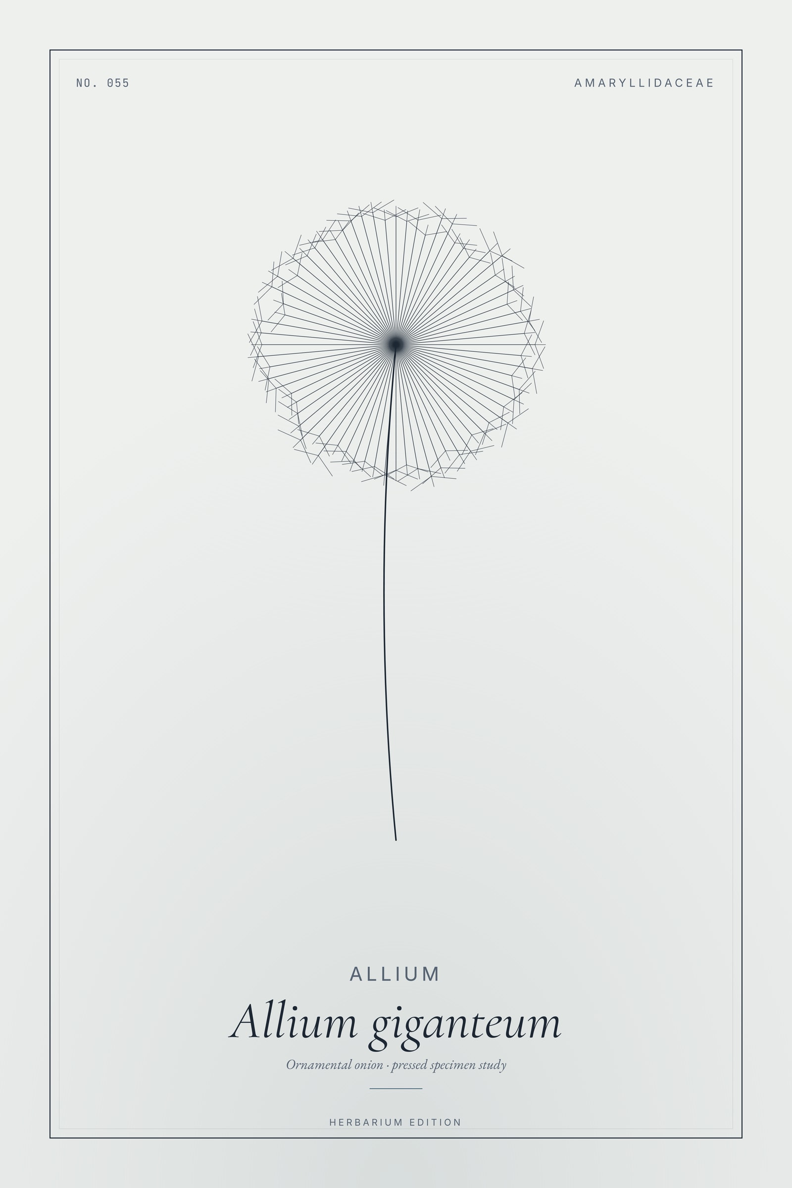 Allium — Botanical Specimen