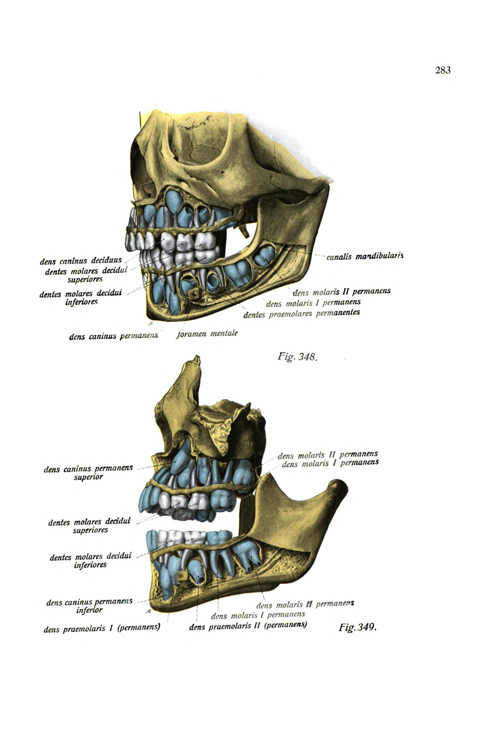 A Child's Skull with the Developing Teeth