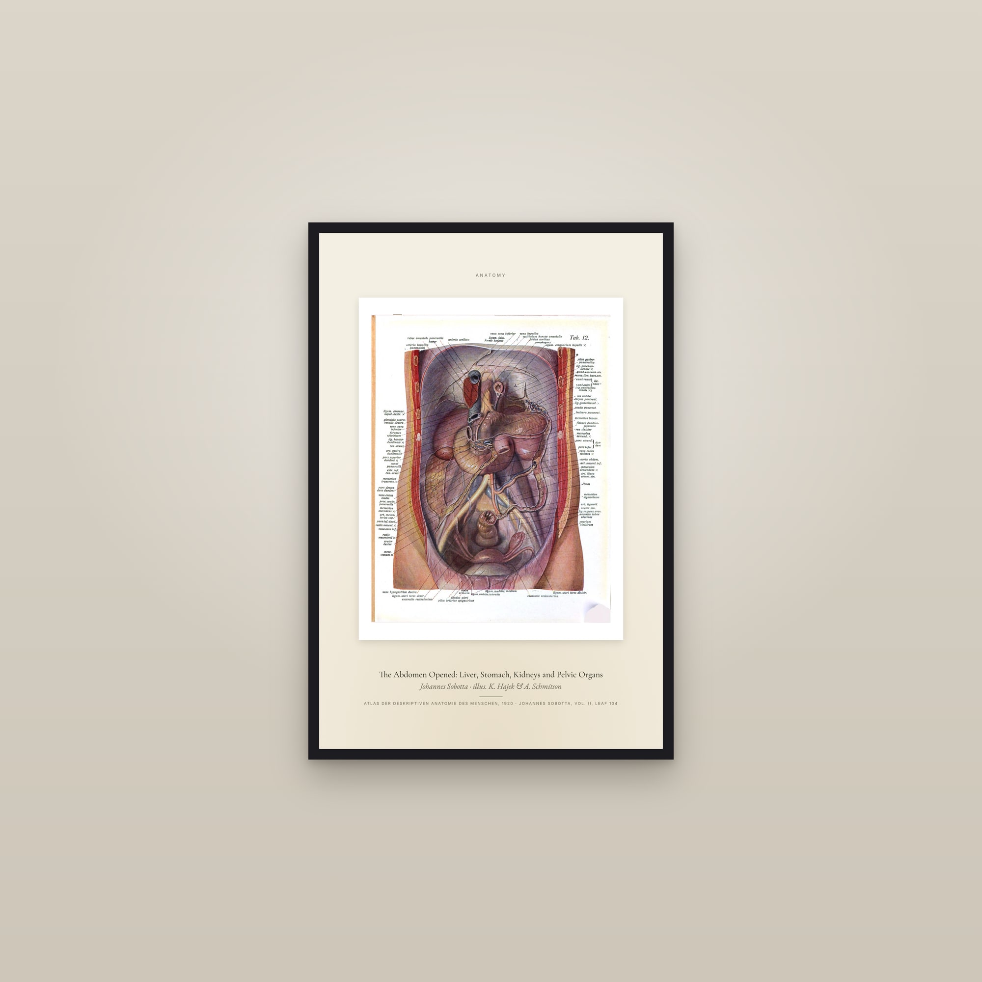 The Abdomen Opened: Liver, Stomach, Kidneys and Pelvic Organs — Specimen