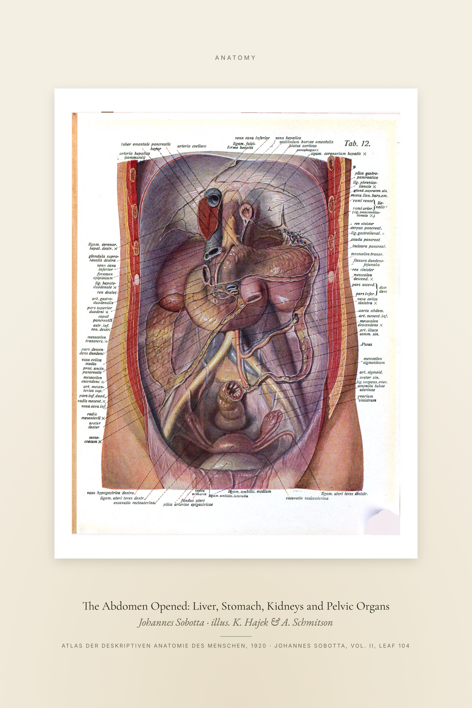 The Abdomen Opened: Liver, Stomach, Kidneys and Pelvic Organs — Specimen