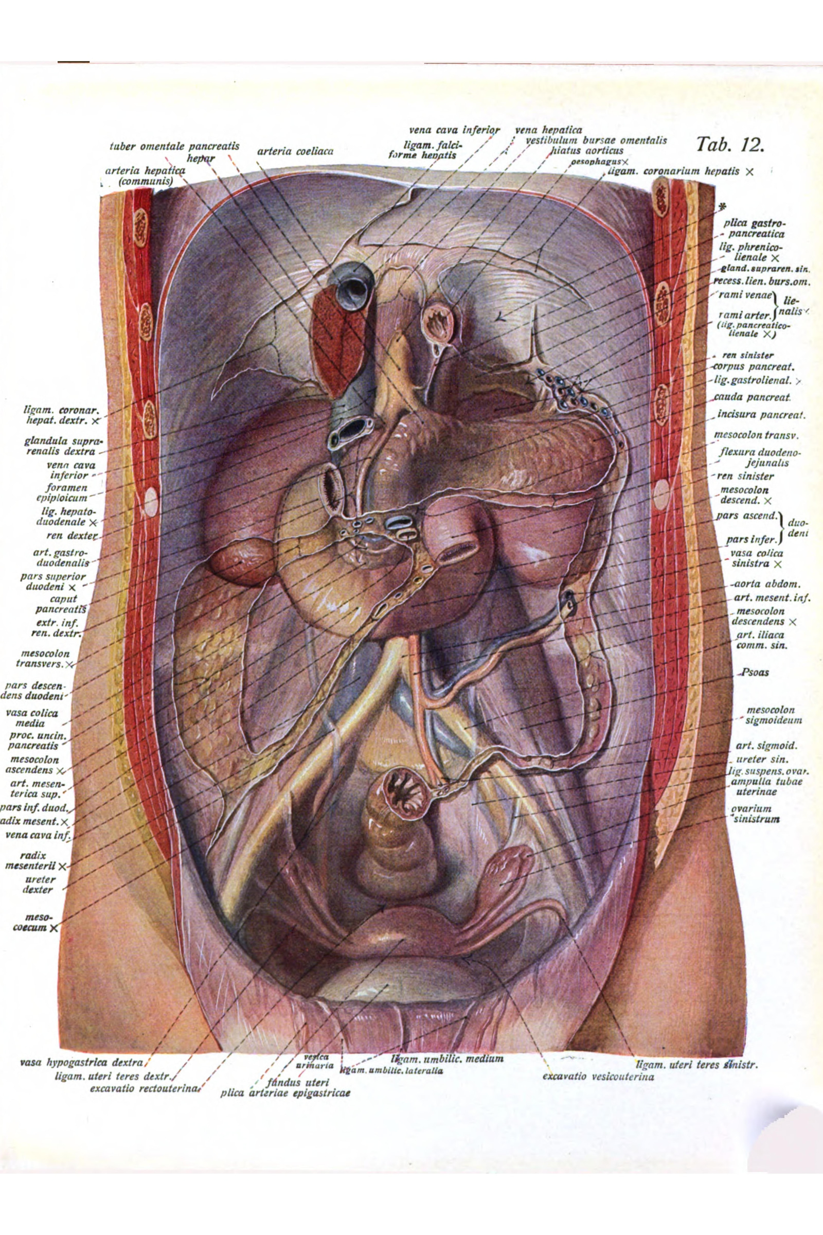The Abdomen Opened: Liver, Stomach, Kidneys and Pelvic Organs