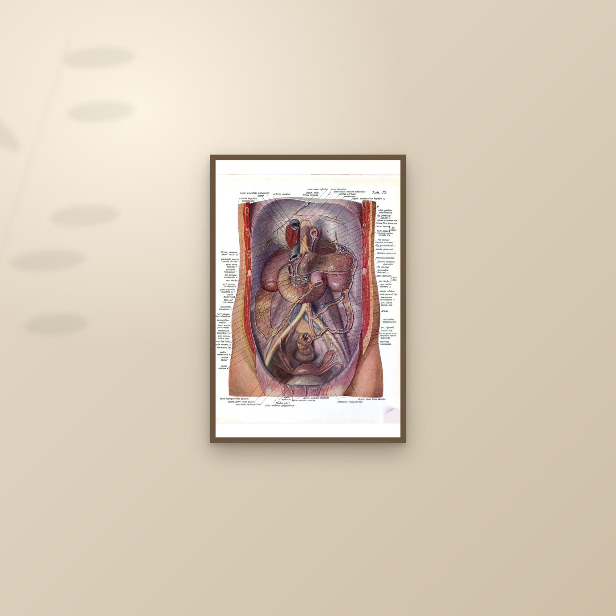 The Abdomen Opened: Liver, Stomach, Kidneys and Pelvic Organs — framed and styled on a sunlit wall