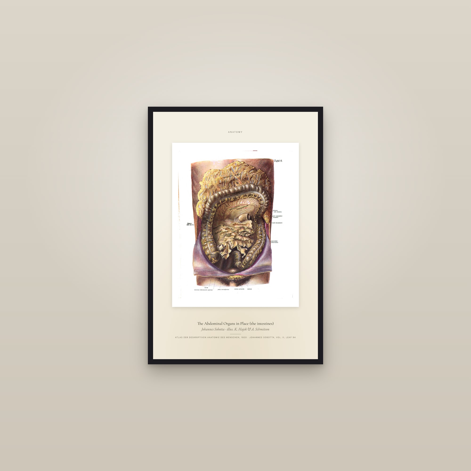 The Abdominal Organs in Place (the intestines) — Specimen