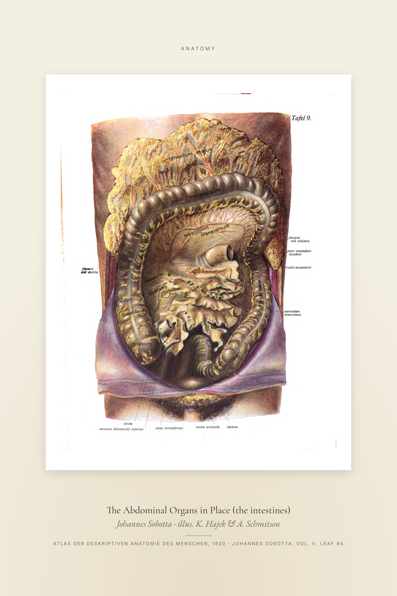 The Abdominal Organs in Place (the intestines) — Specimen