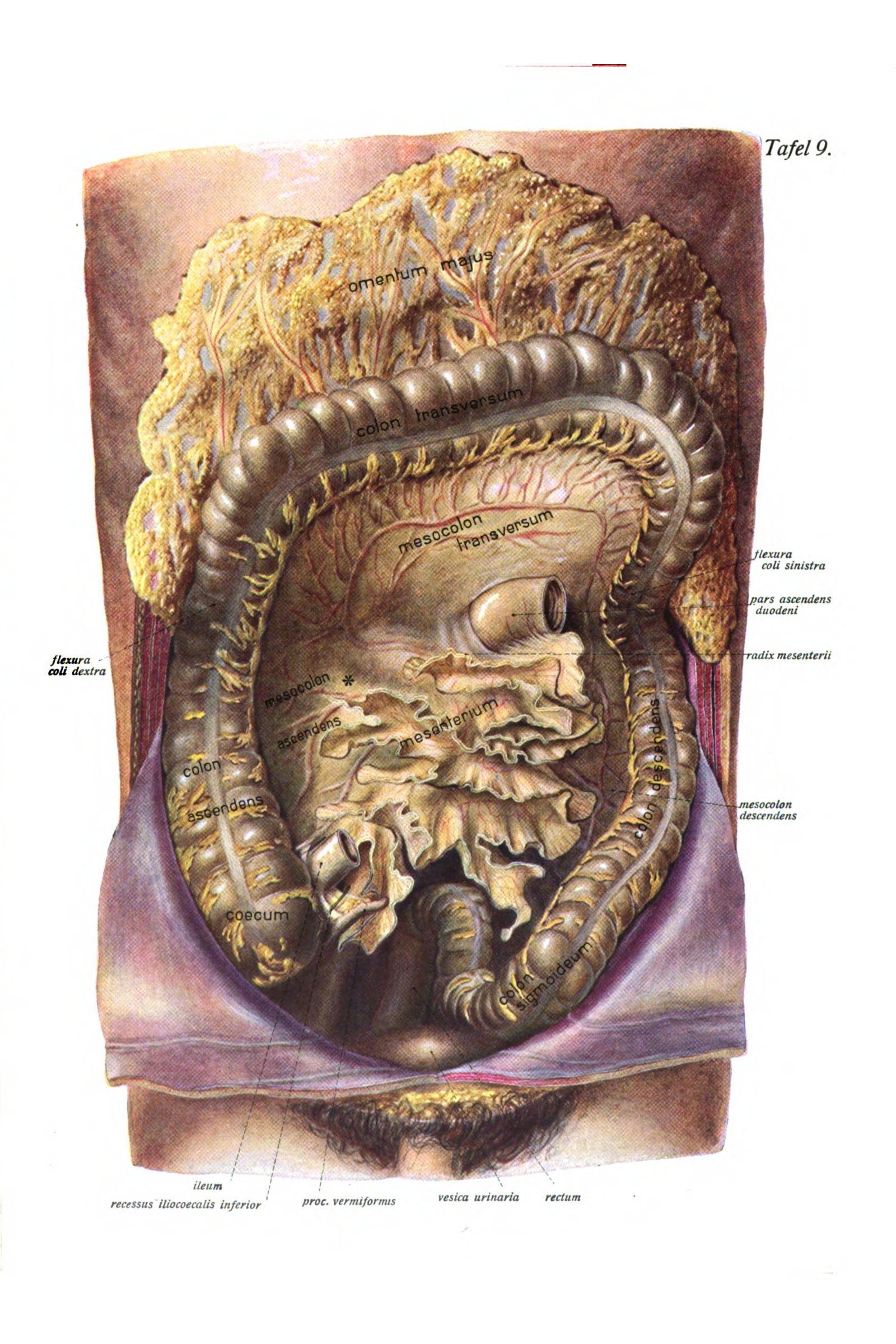 The Abdominal Organs in Place (the intestines)