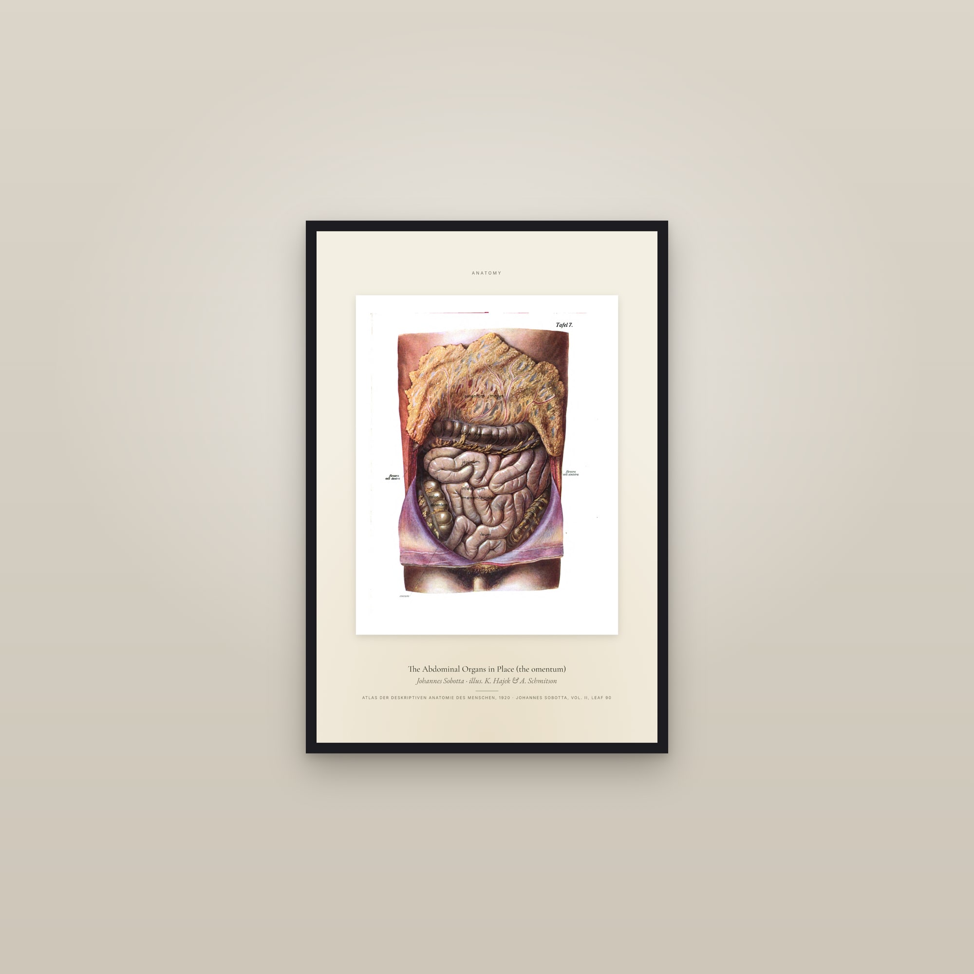 The Abdominal Organs in Place (the omentum) — Specimen — framed in a gallery setting