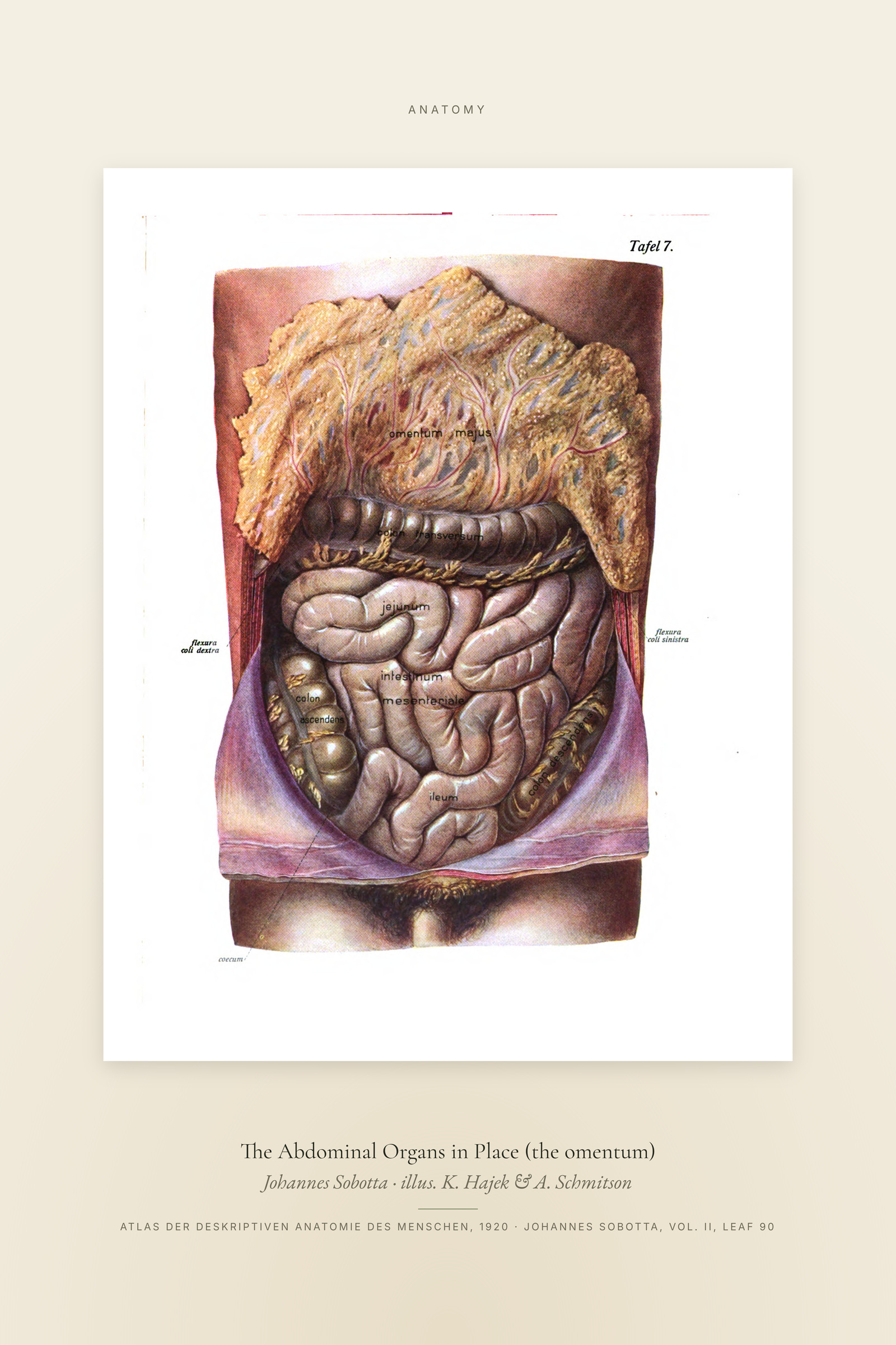 The Abdominal Organs in Place (the omentum) — Specimen