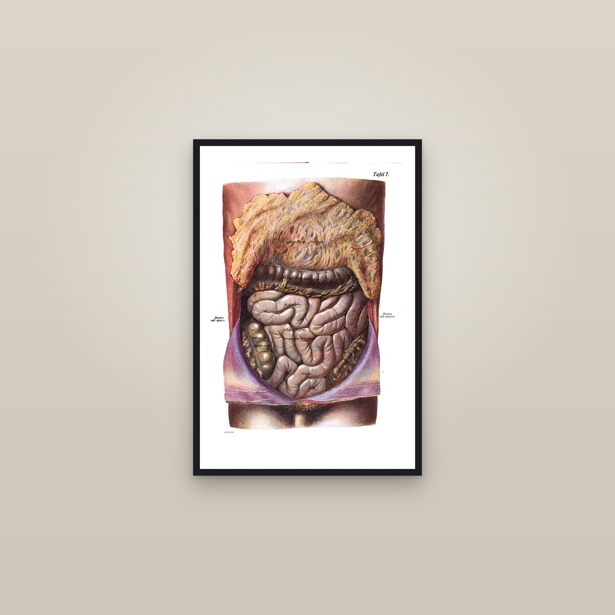 The Abdominal Organs in Place (the omentum) — framed in a gallery setting