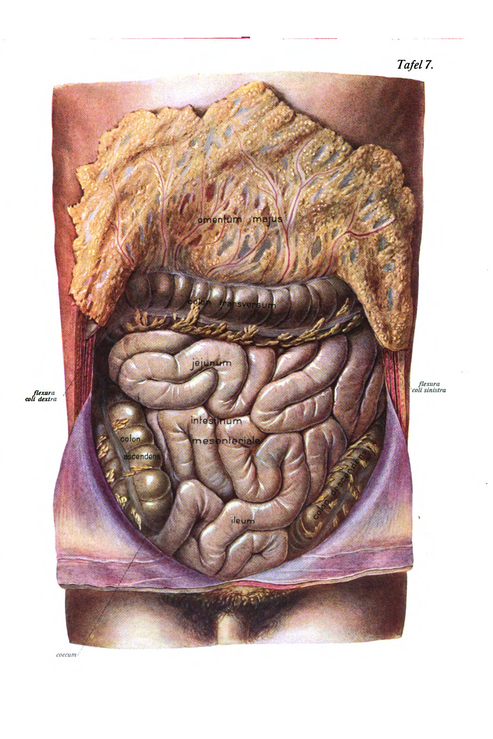 The Abdominal Organs in Place (the omentum)