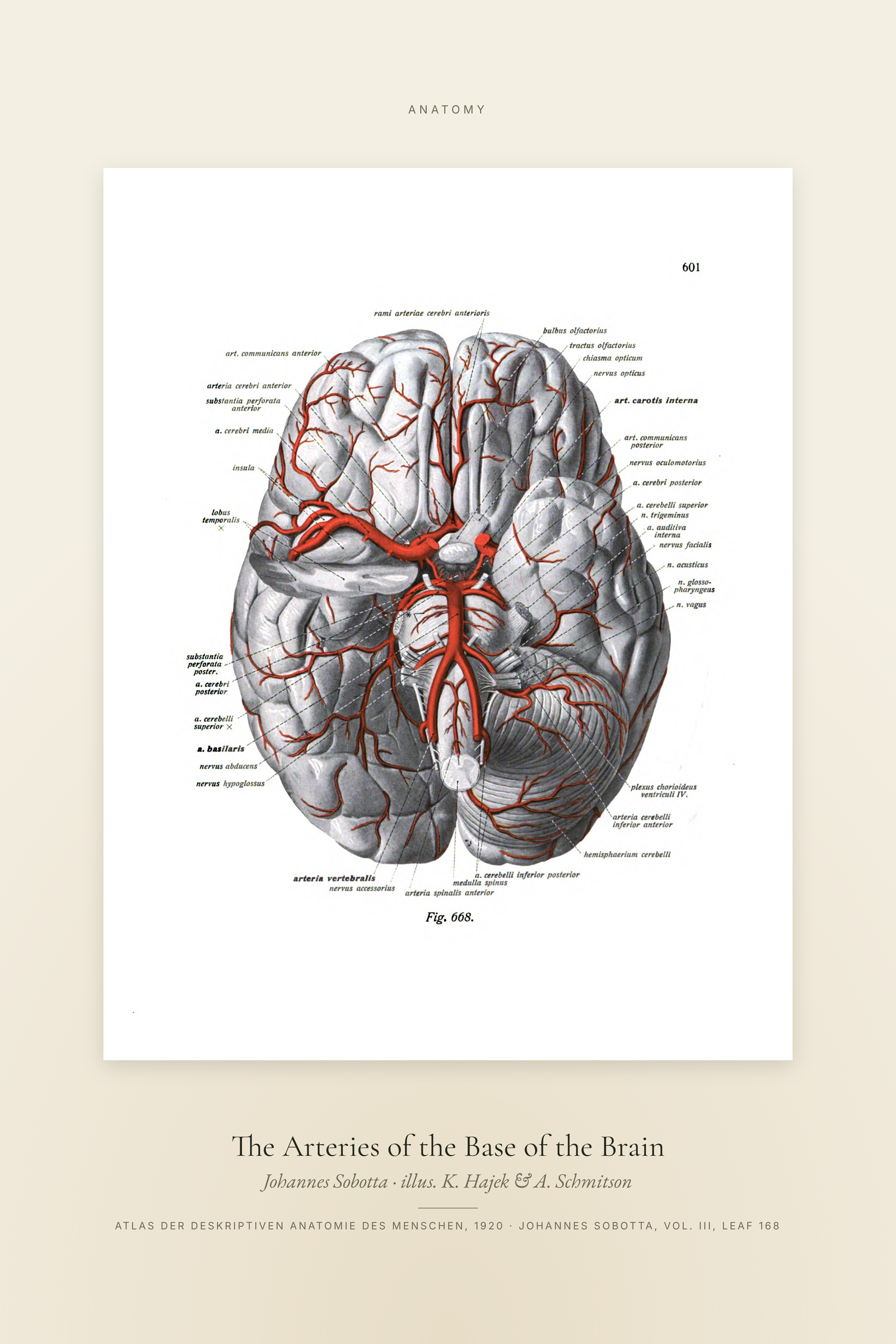 The Arteries of the Base of the Brain — Specimen
