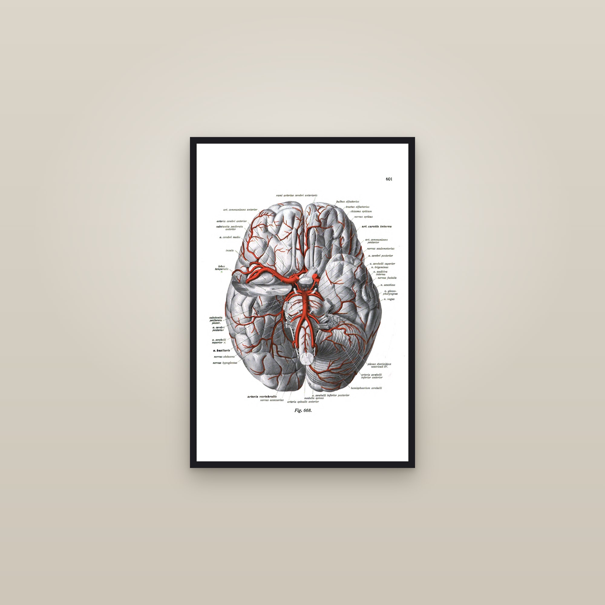 The Arteries of the Base of the Brain