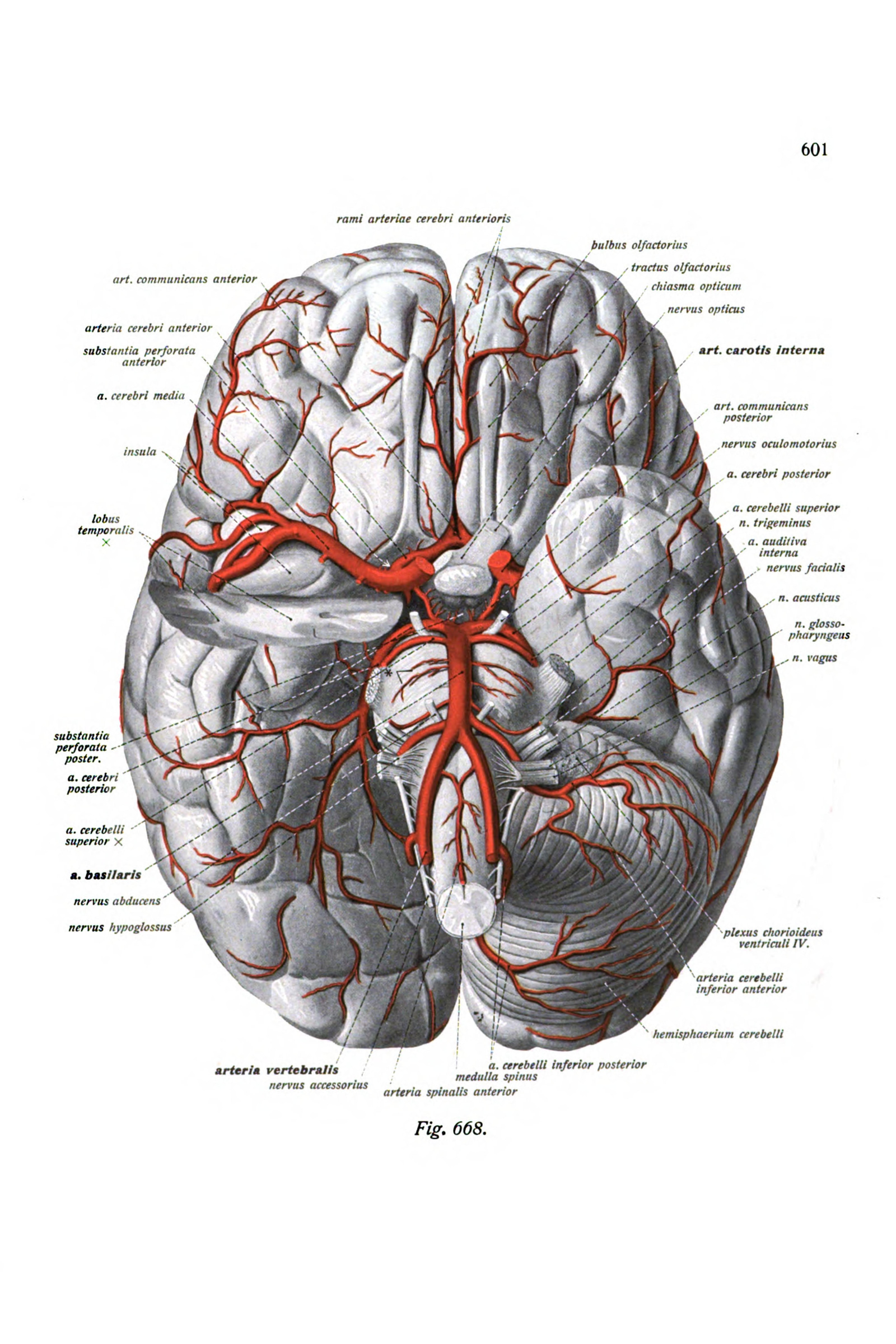 The Arteries of the Base of the Brain