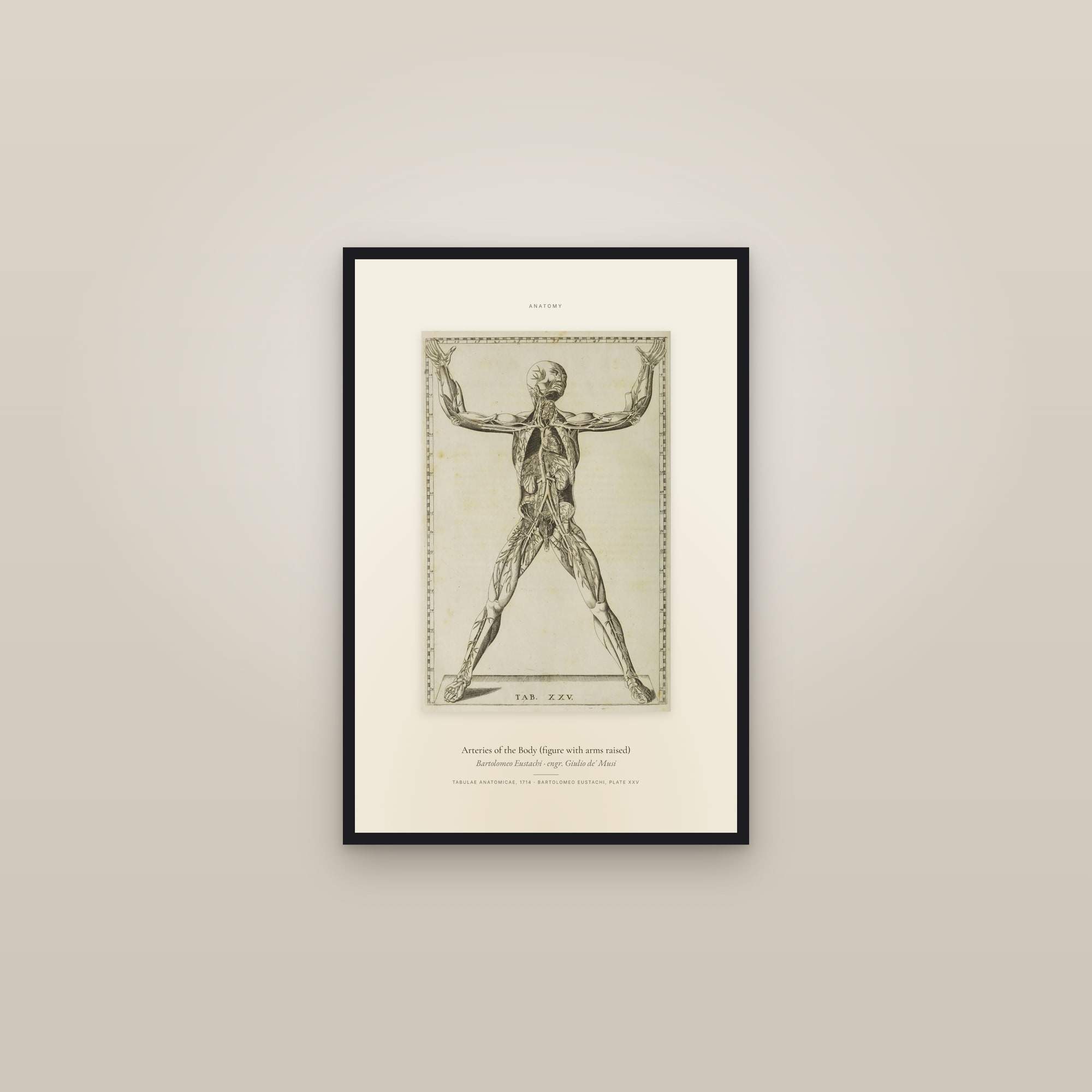 Arteries of the Body (figure with arms raised) — Specimen