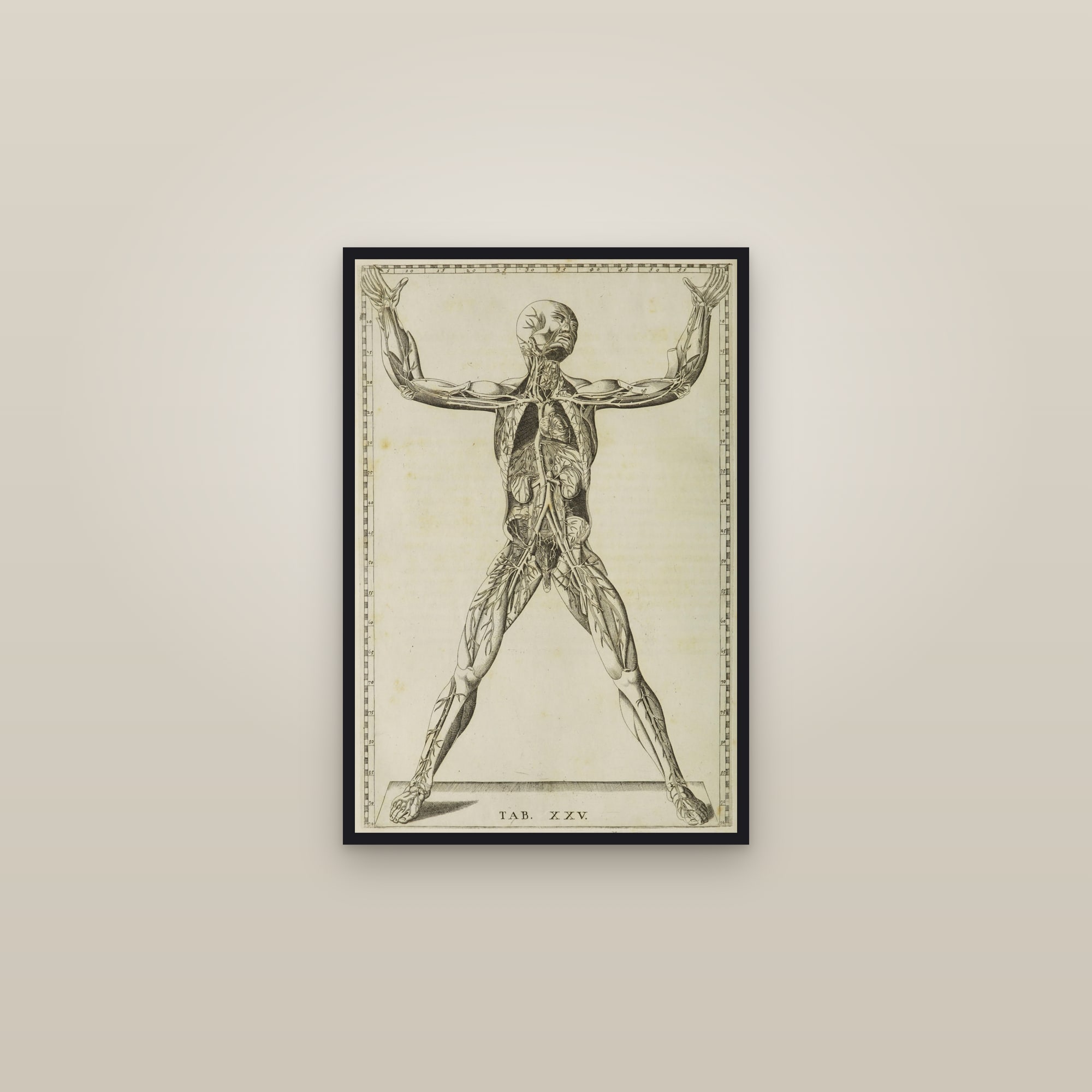 Arteries of the Body (figure with arms raised)