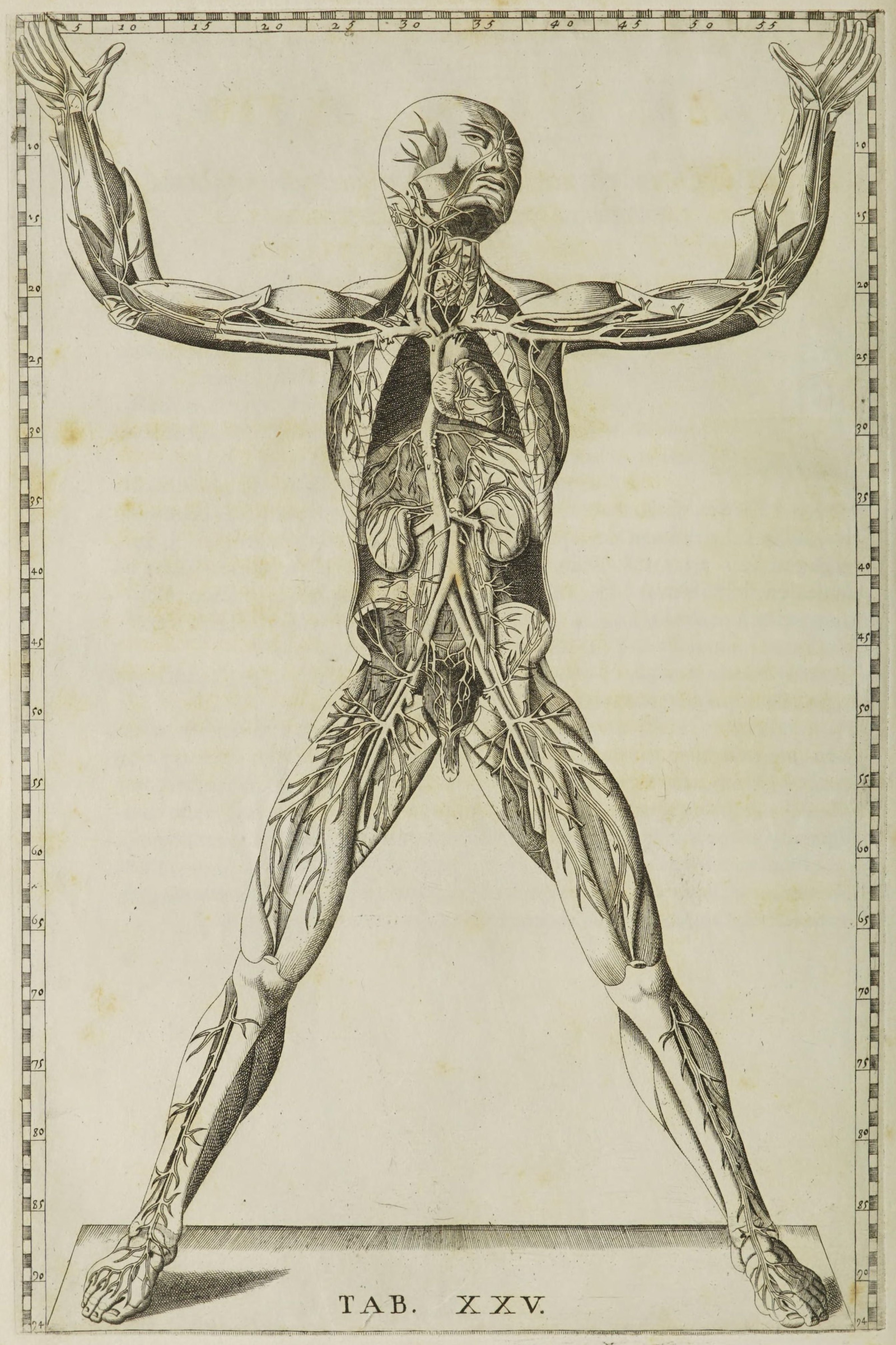 Arteries of the Body (figure with arms raised)
