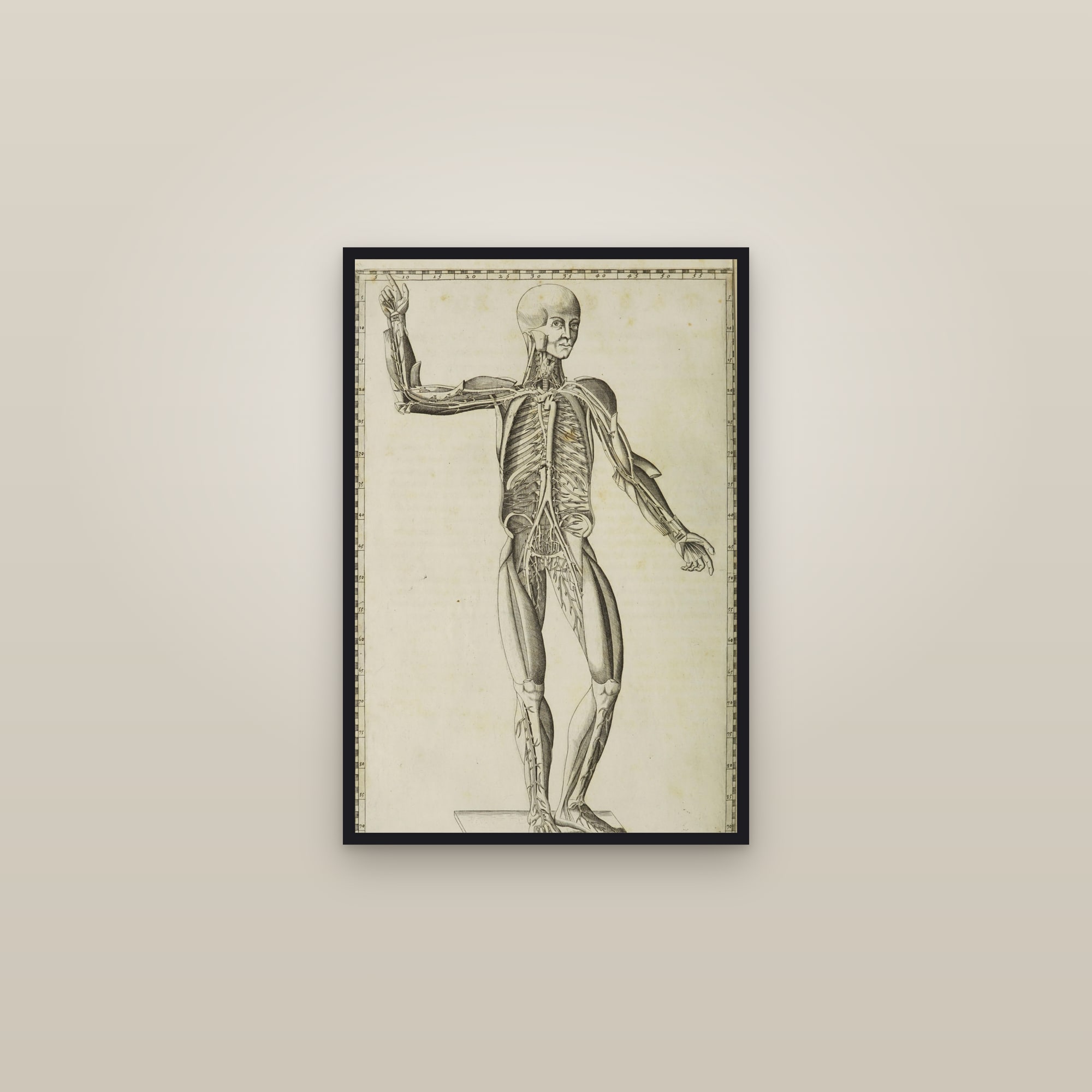 Arteries of the Body (figure from the front) — framed in a gallery setting
