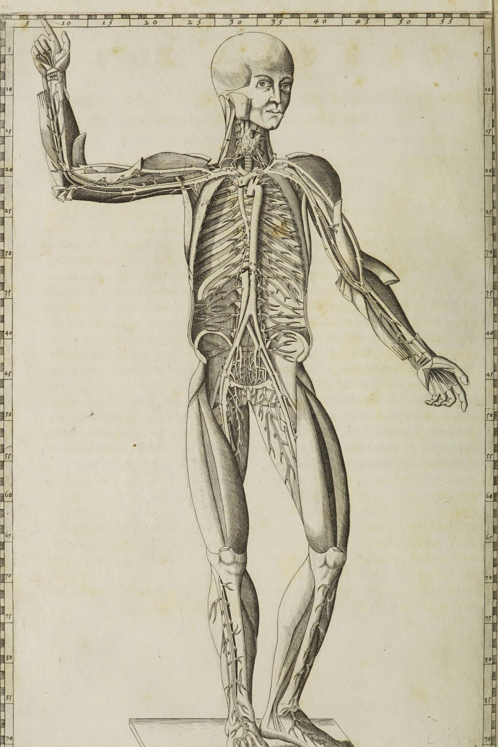 Arteries of the Body (figure from the front)