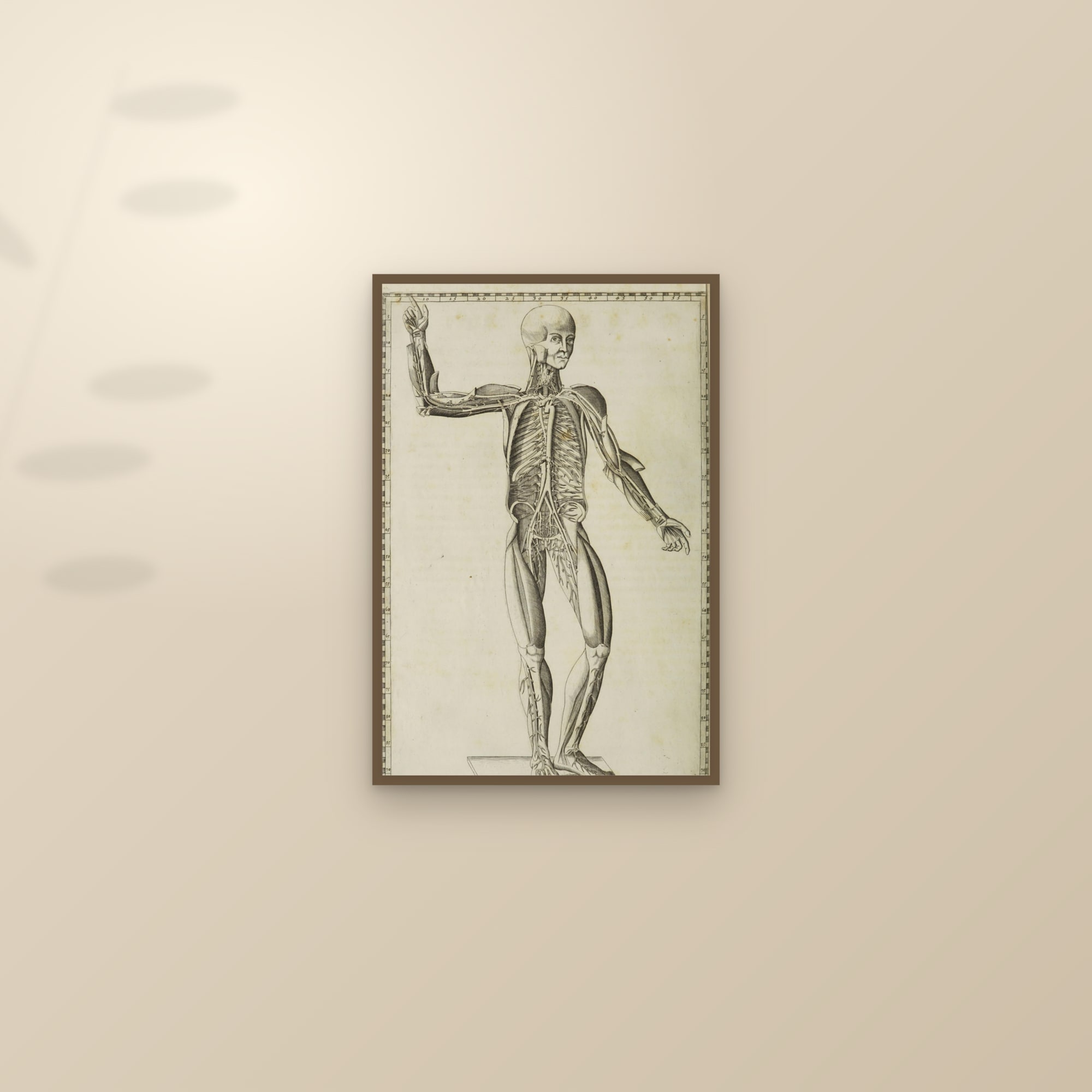 Arteries of the Body (figure from the front) — framed and styled on a sunlit wall