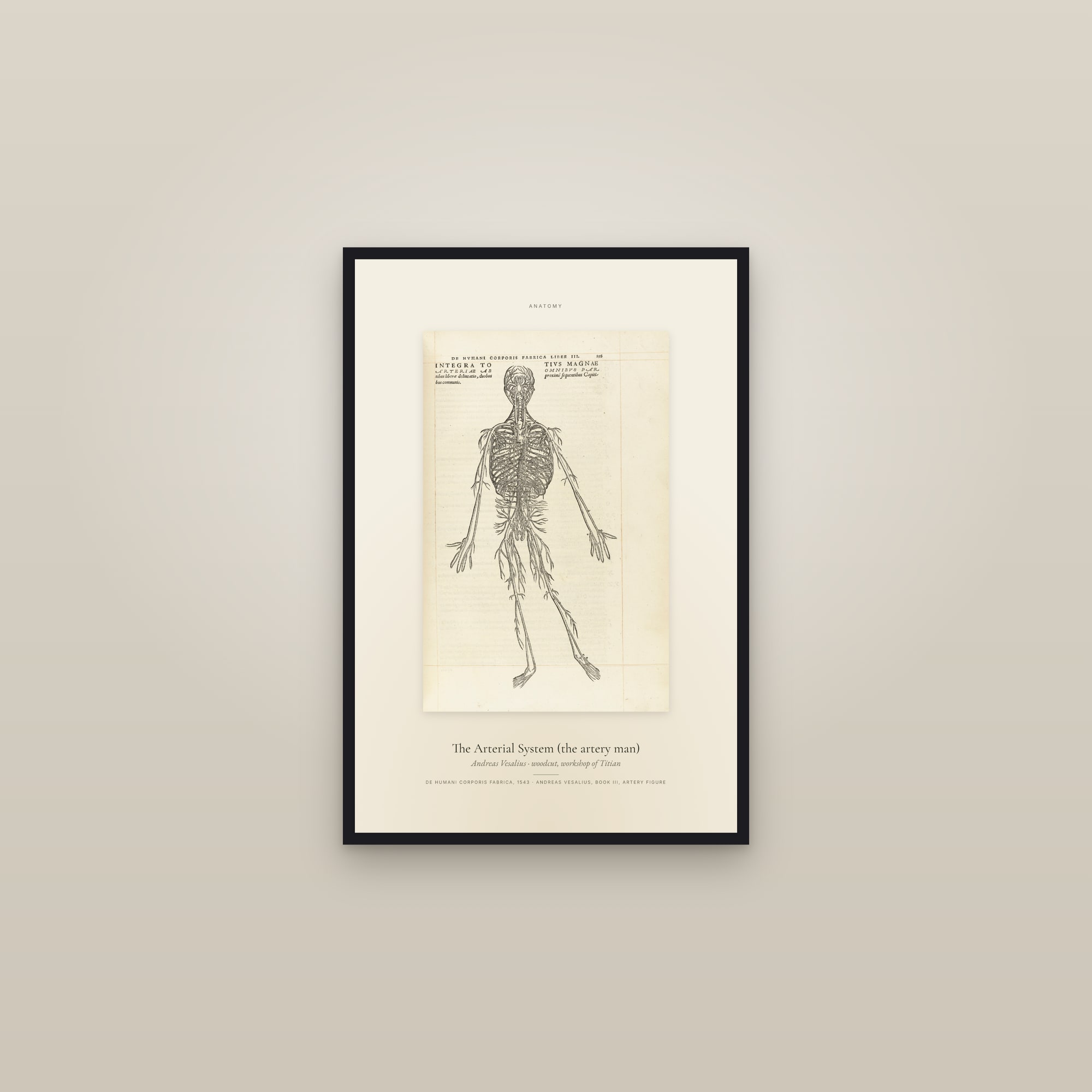 The Arterial System (the artery man) — Specimen — framed in a gallery setting