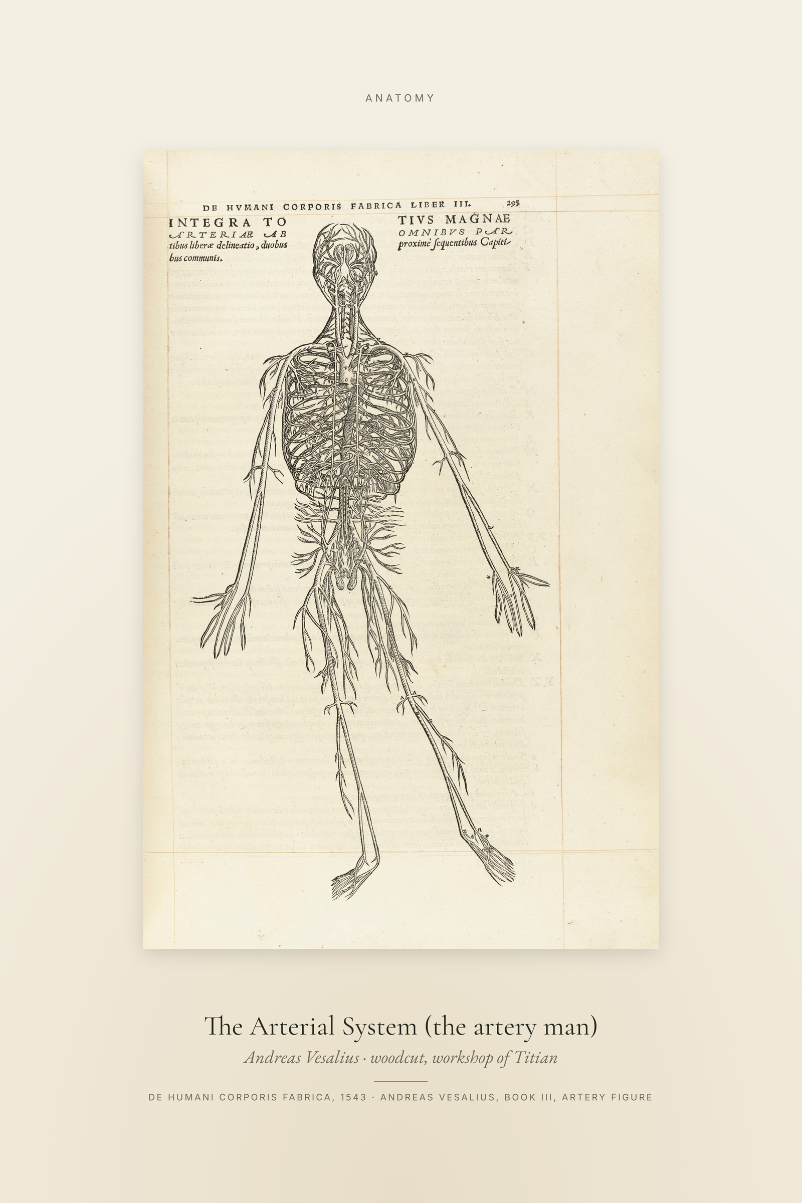 The Arterial System (the artery man) — Specimen