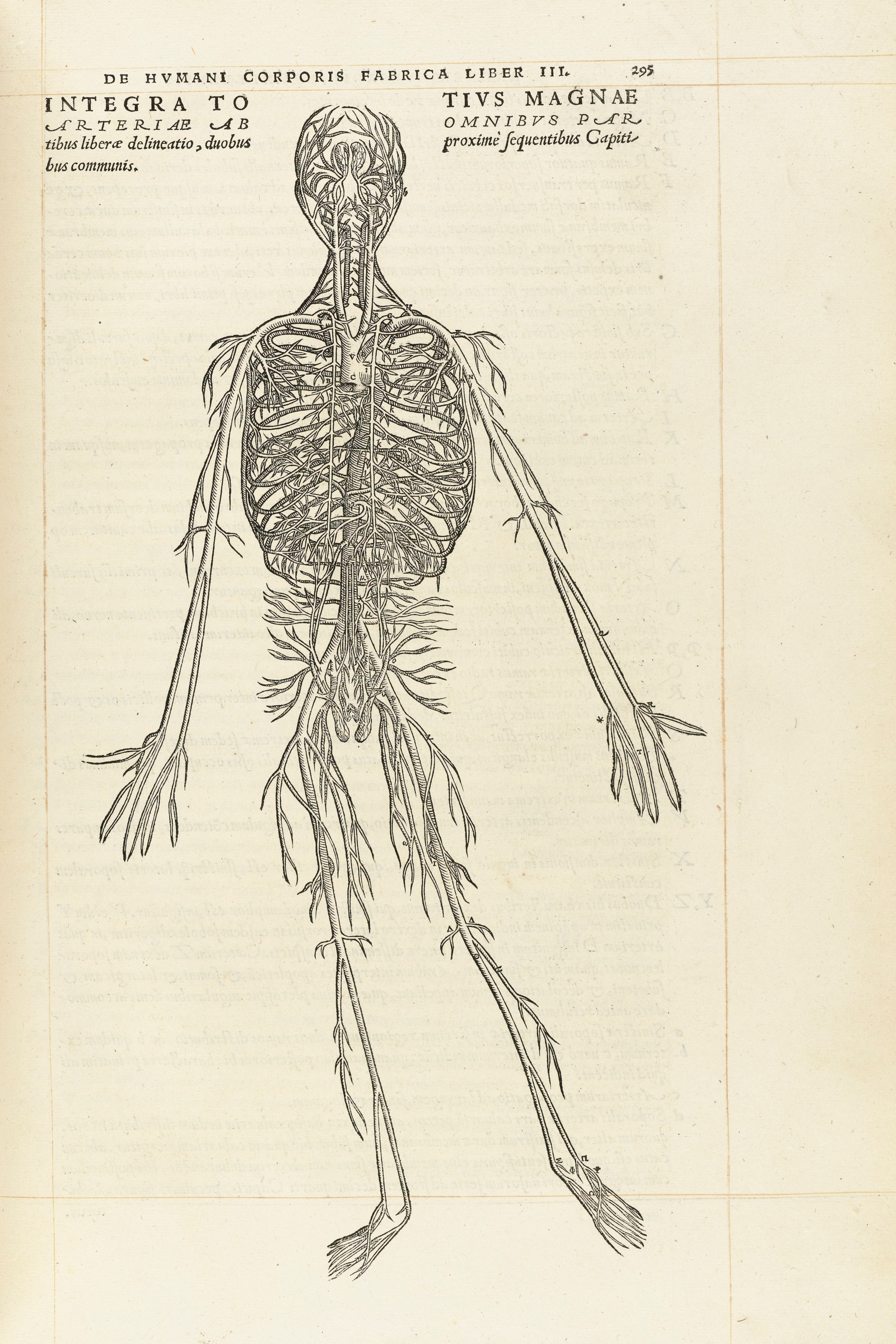 The Arterial System (the artery man)