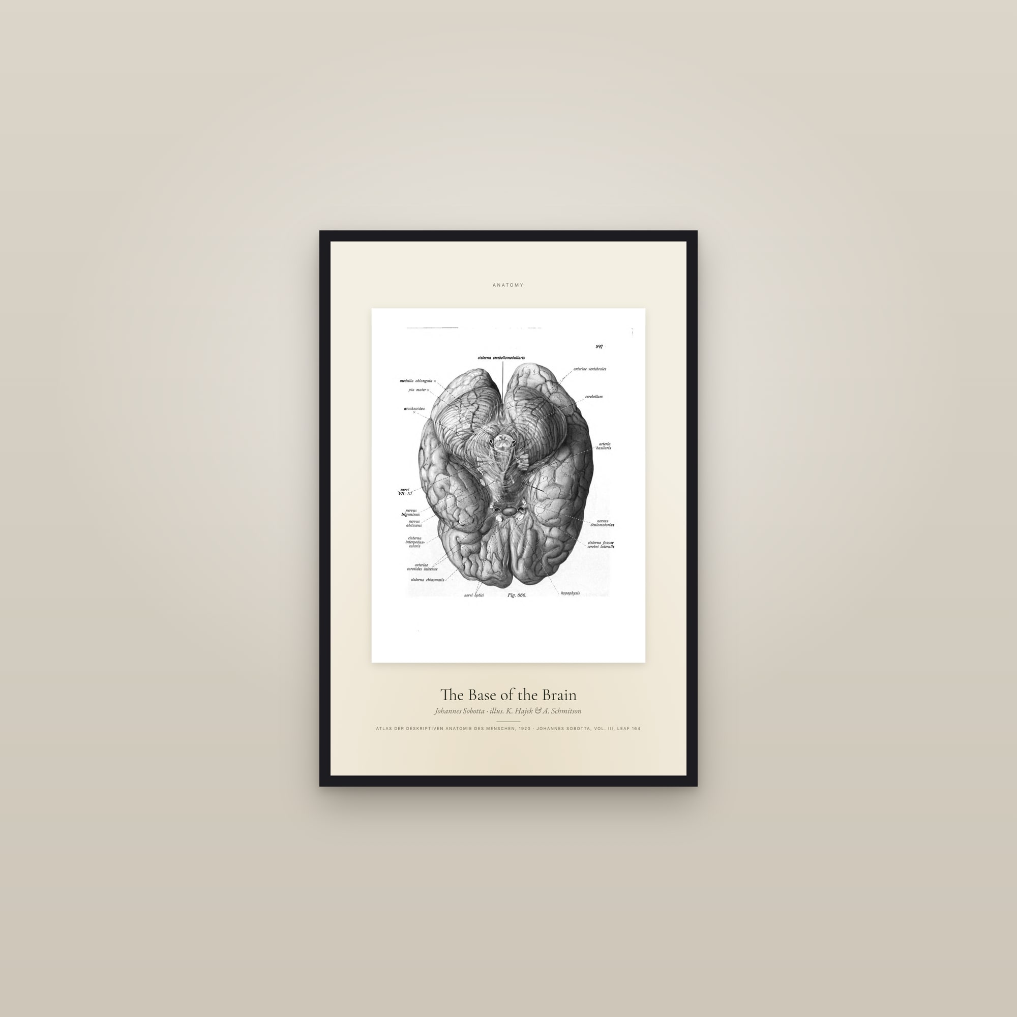 The Base of the Brain — Specimen — framed in a gallery setting