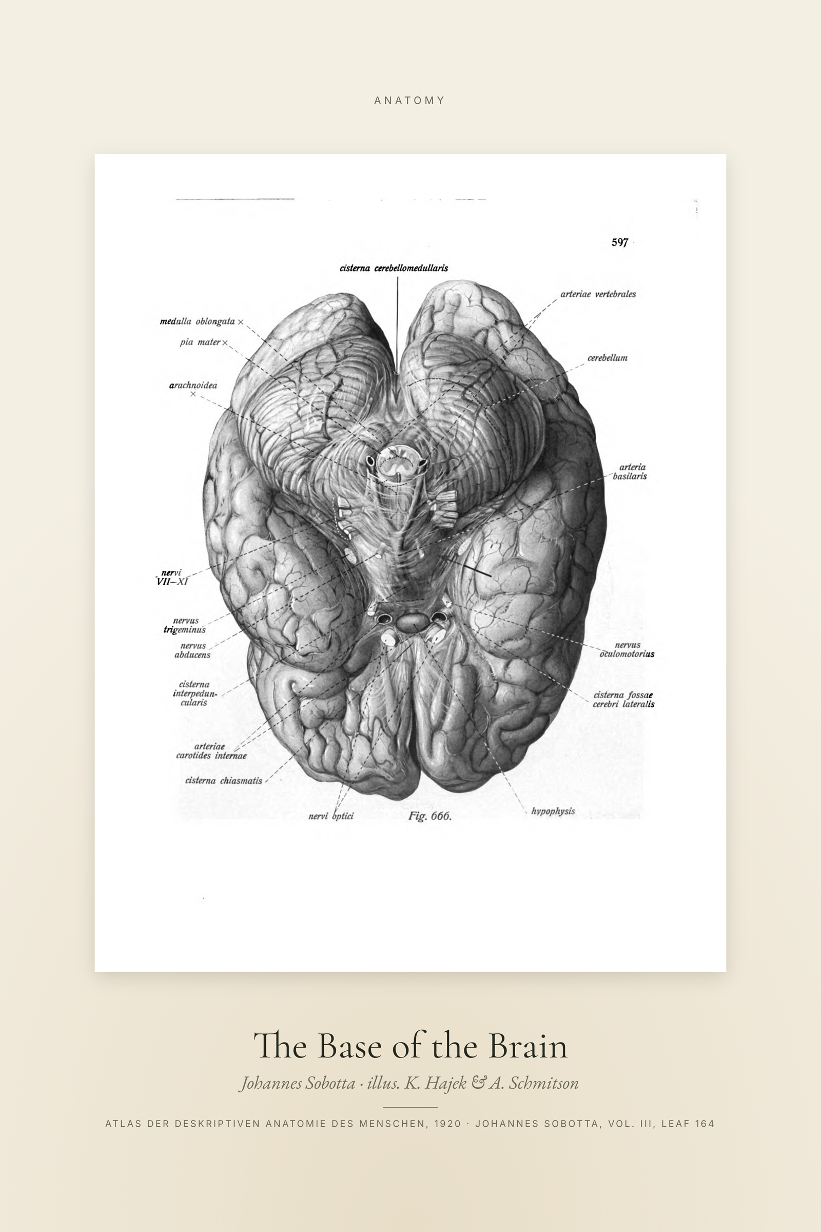 The Base of the Brain — Specimen