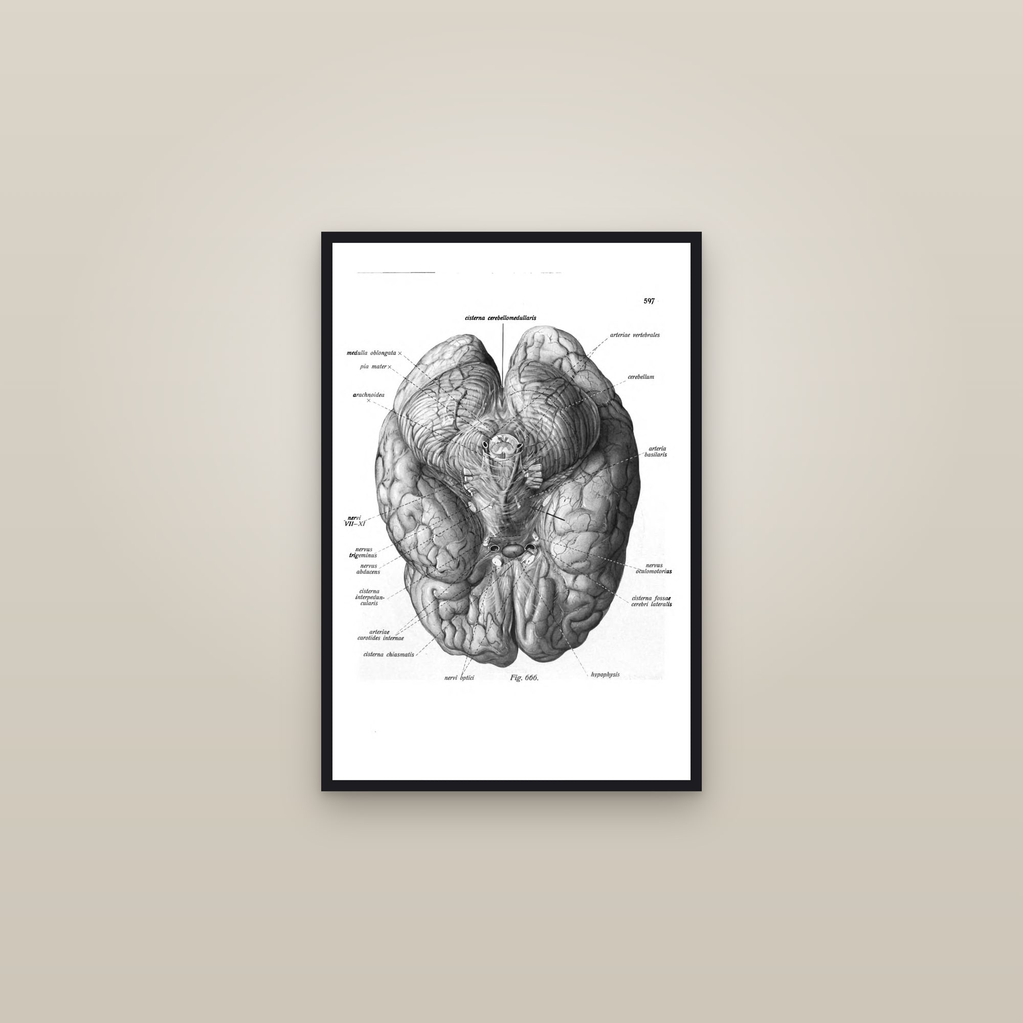 The Base of the Brain