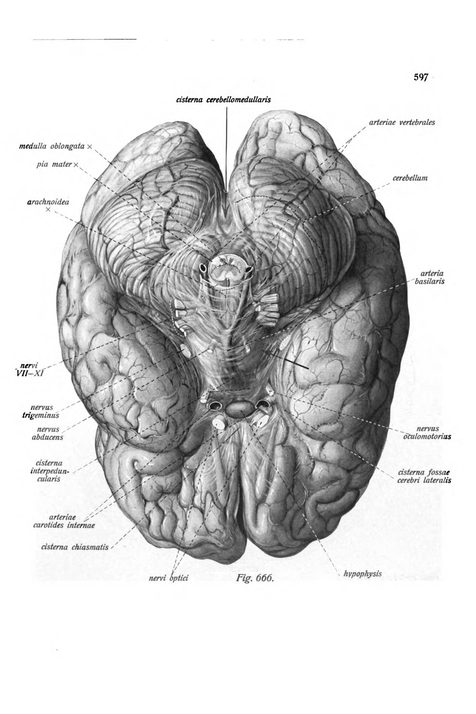 The Base of the Brain
