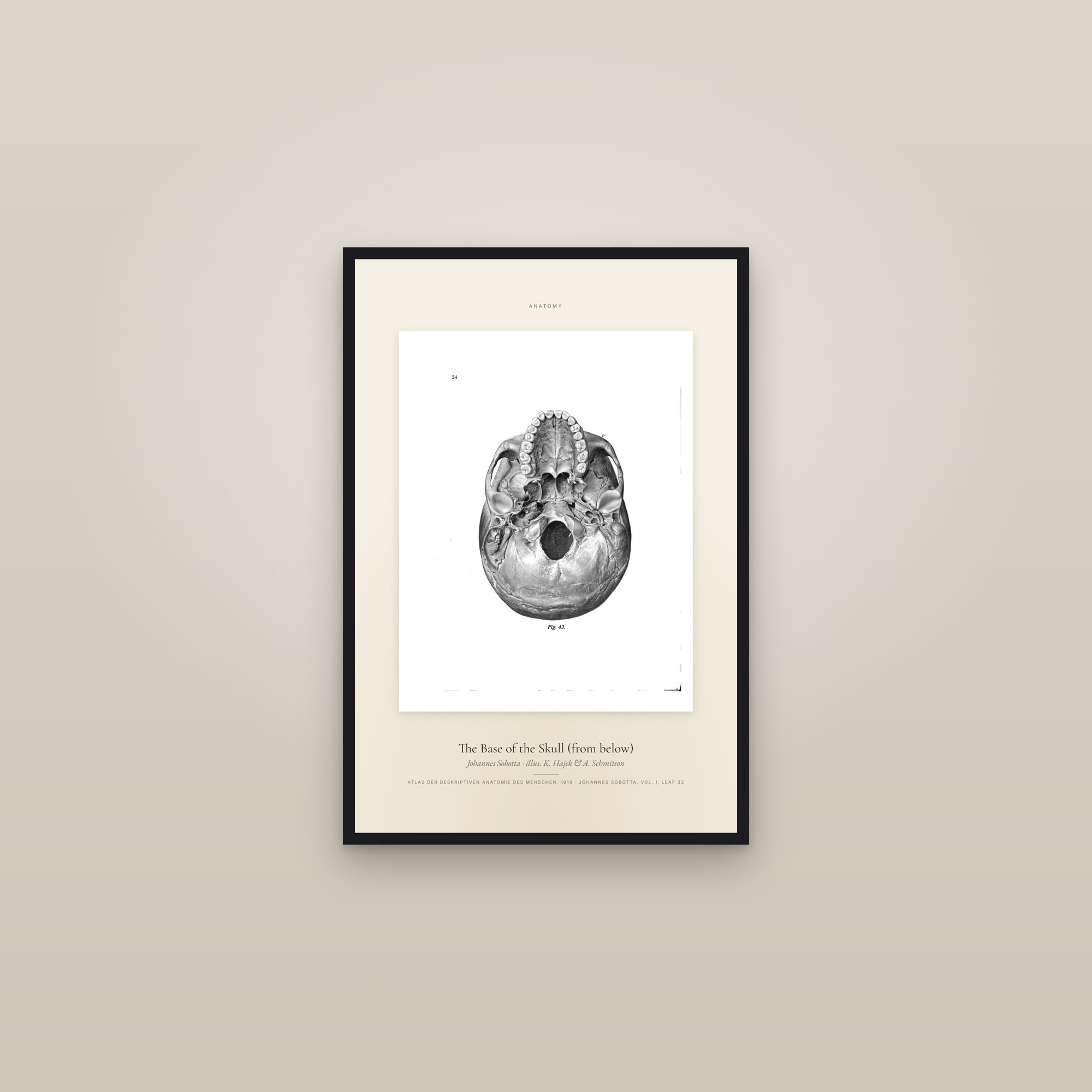 The Base of the Skull (from below) — Specimen — framed in a gallery setting