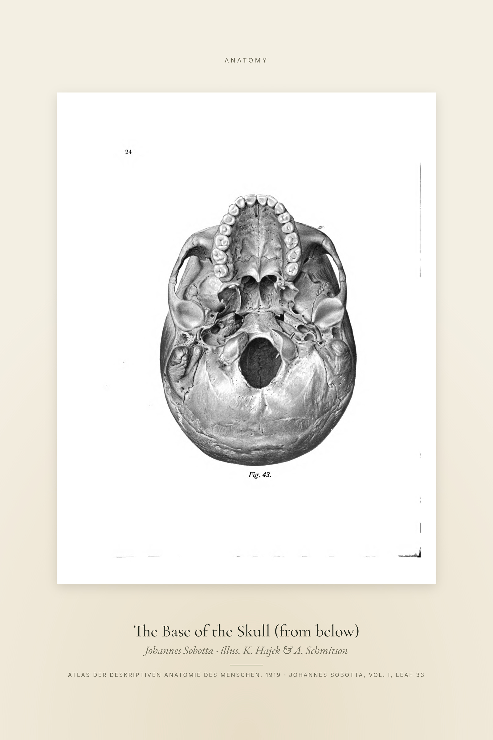 The Base of the Skull (from below) — Specimen