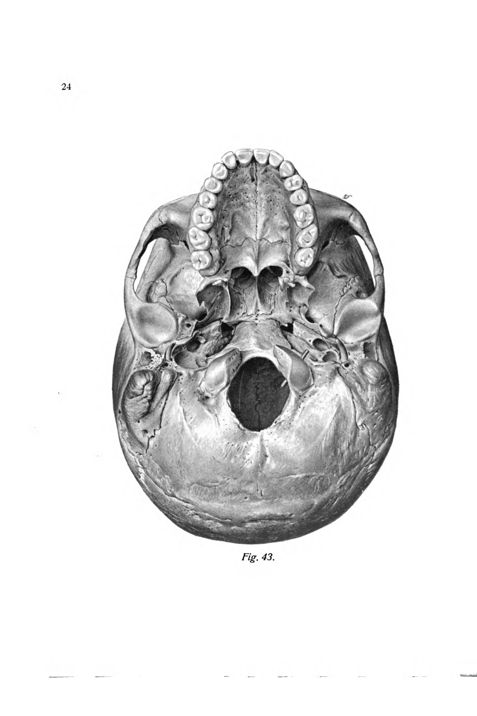 The Base of the Skull (from below)