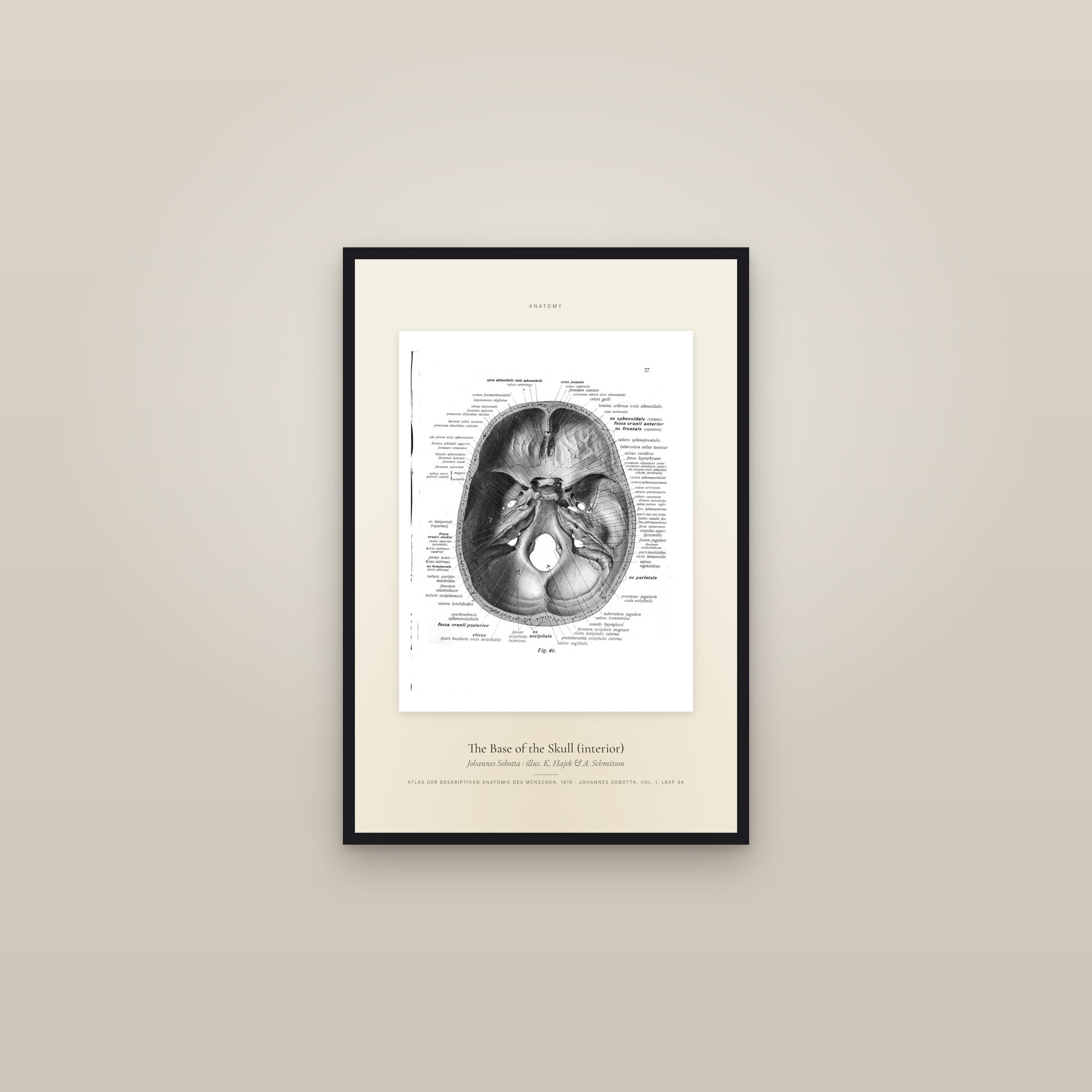 The Base of the Skull (interior) — Specimen — framed in a gallery setting