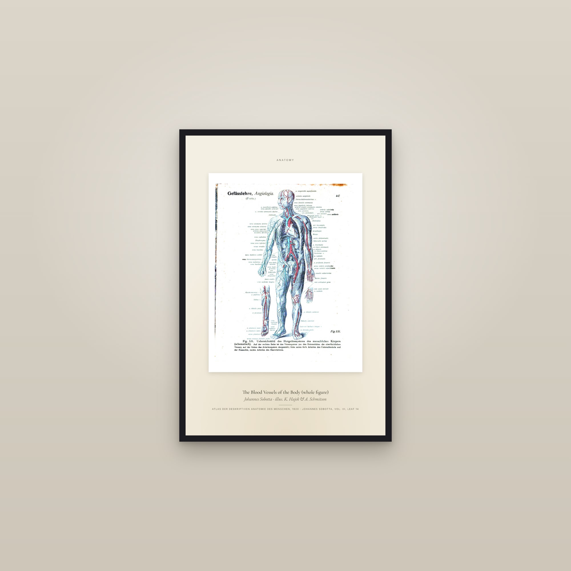 The Blood Vessels of the Body (whole figure) — Specimen — framed in a gallery setting