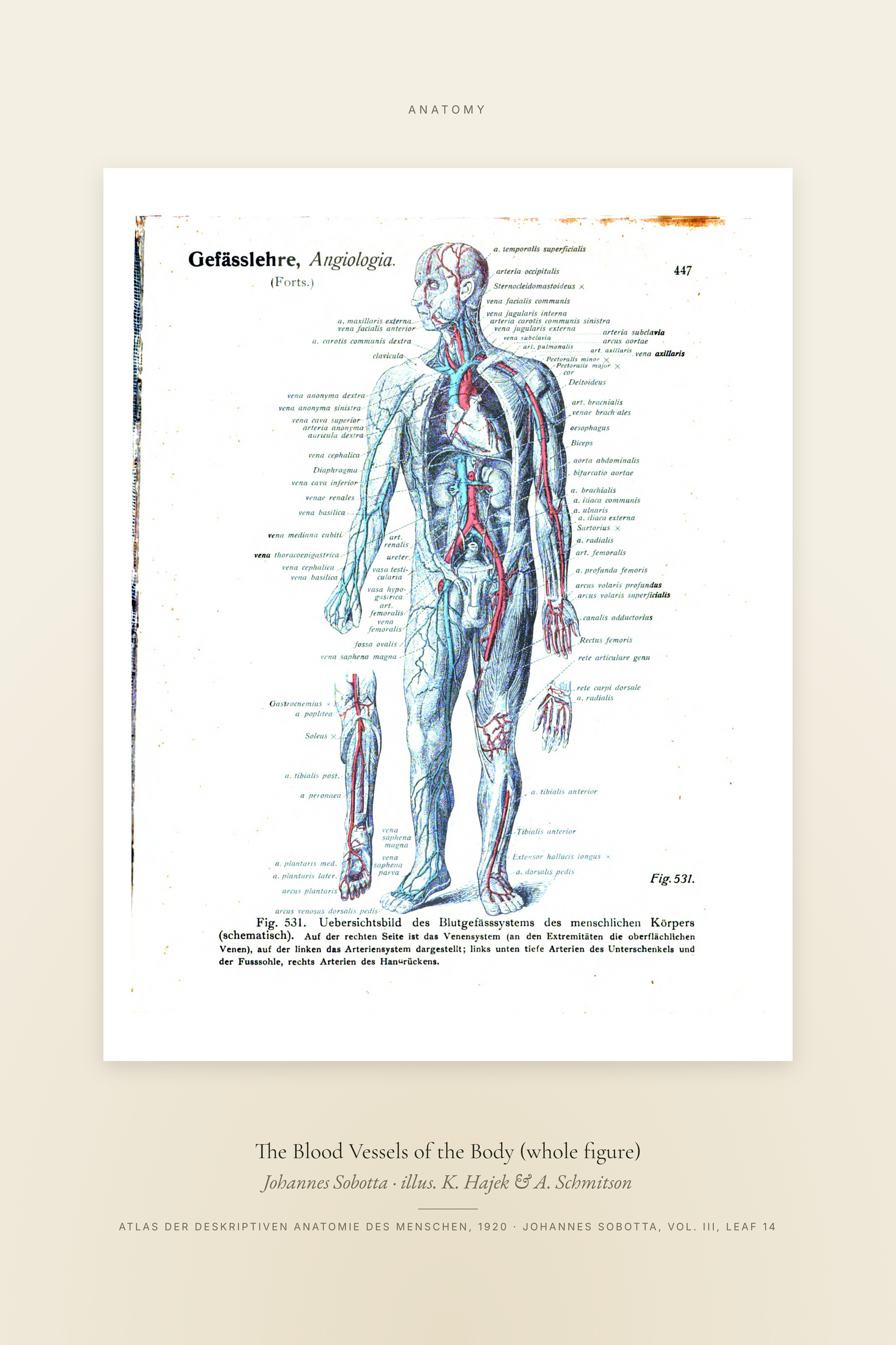 The Blood Vessels of the Body (whole figure) — Specimen