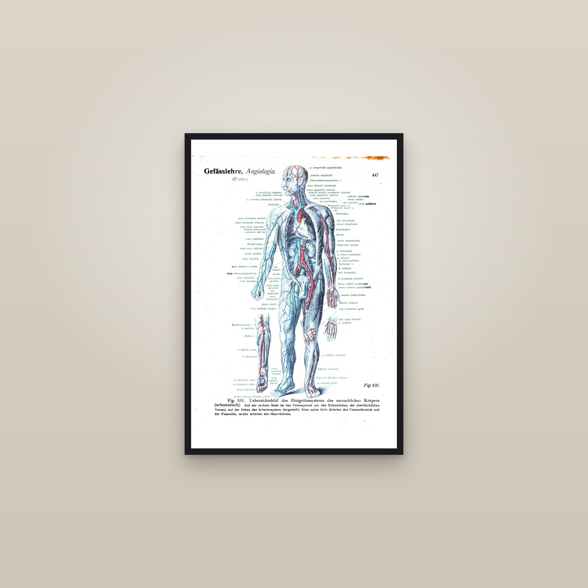 The Blood Vessels of the Body (whole figure) — framed in a gallery setting