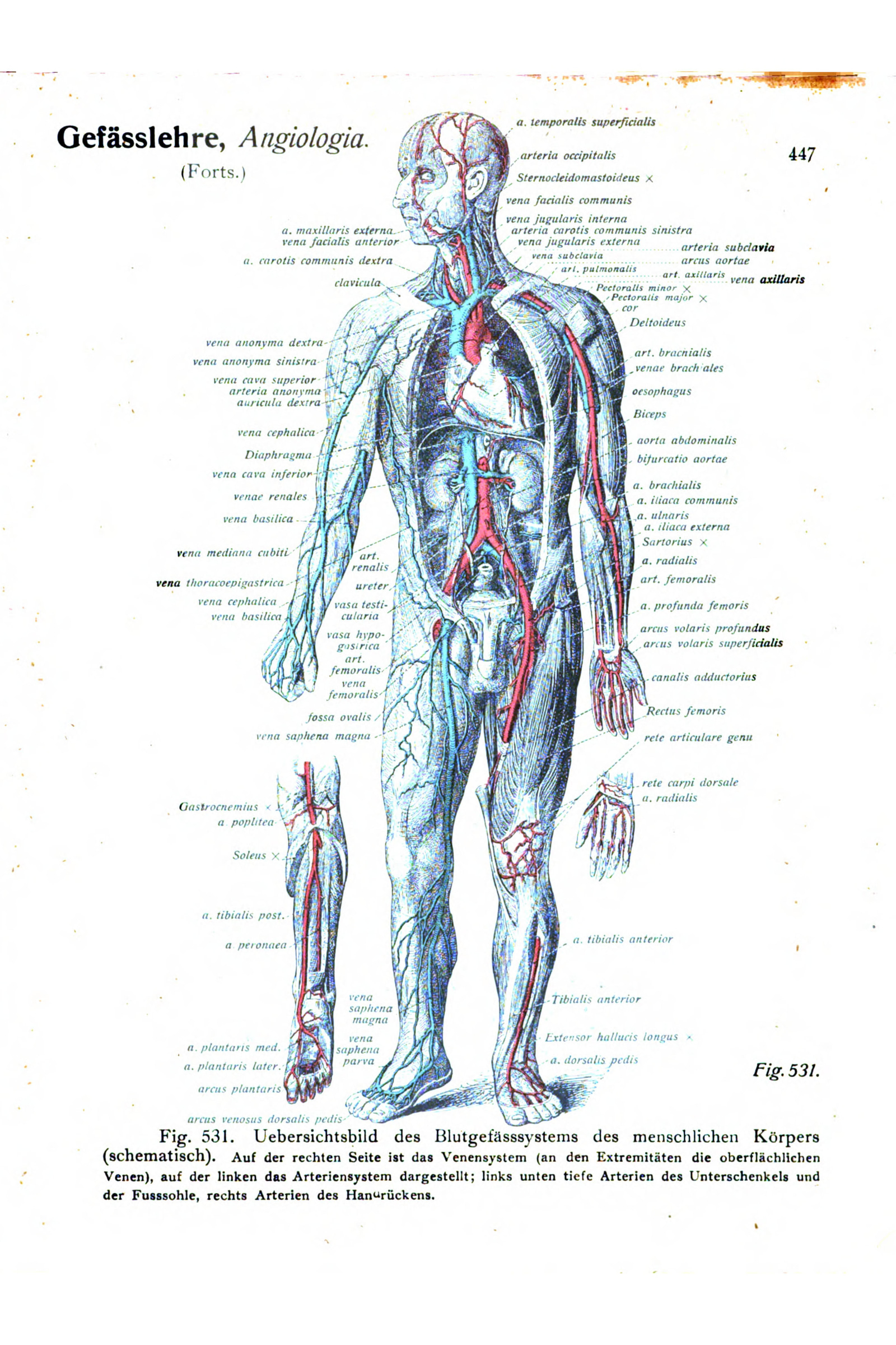 The Blood Vessels of the Body (whole figure)