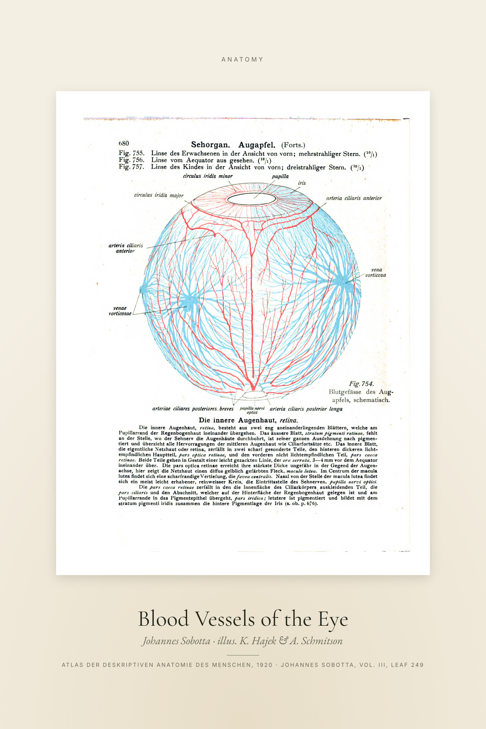 Blood Vessels of the Eye — Specimen