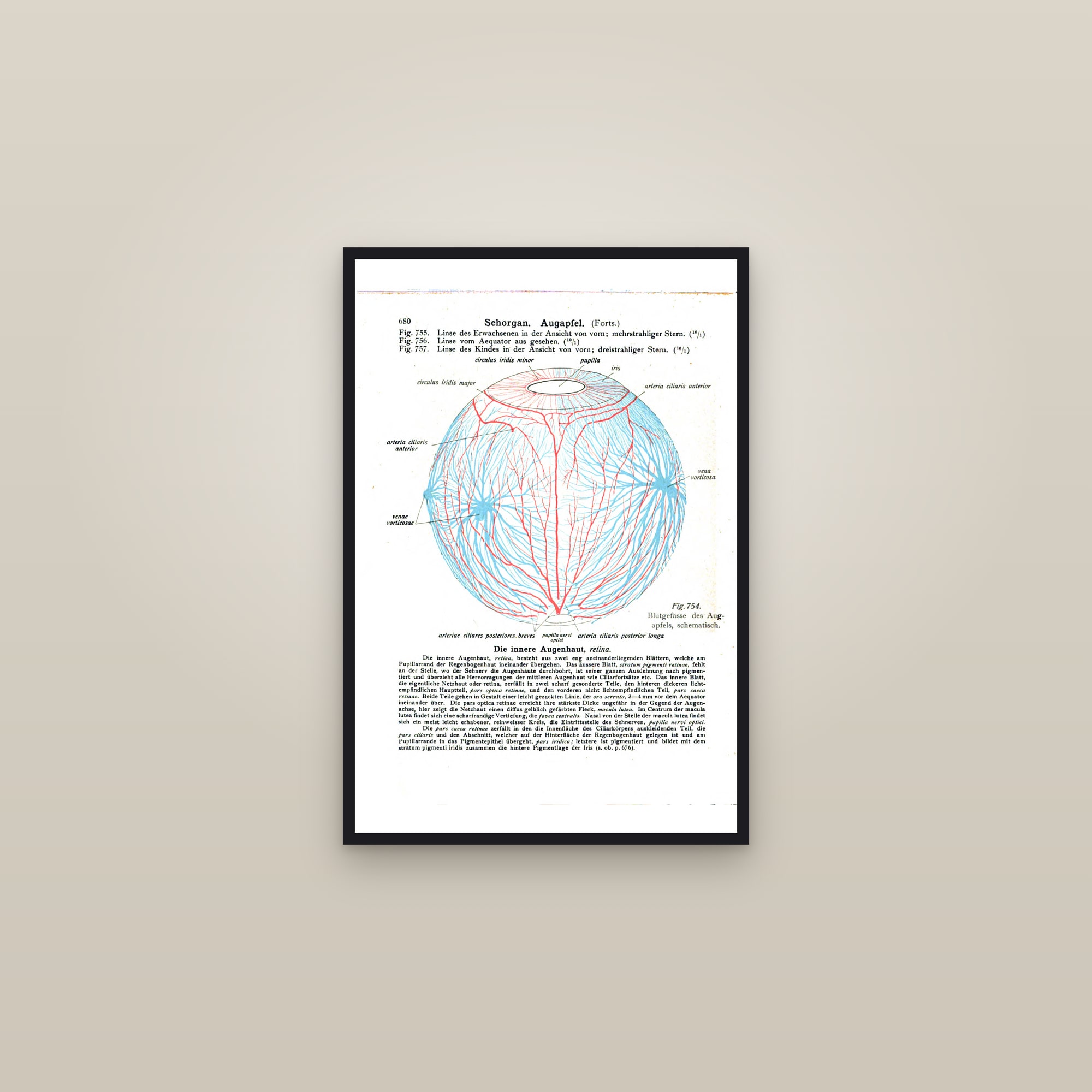 Blood Vessels of the Eye — framed in a gallery setting