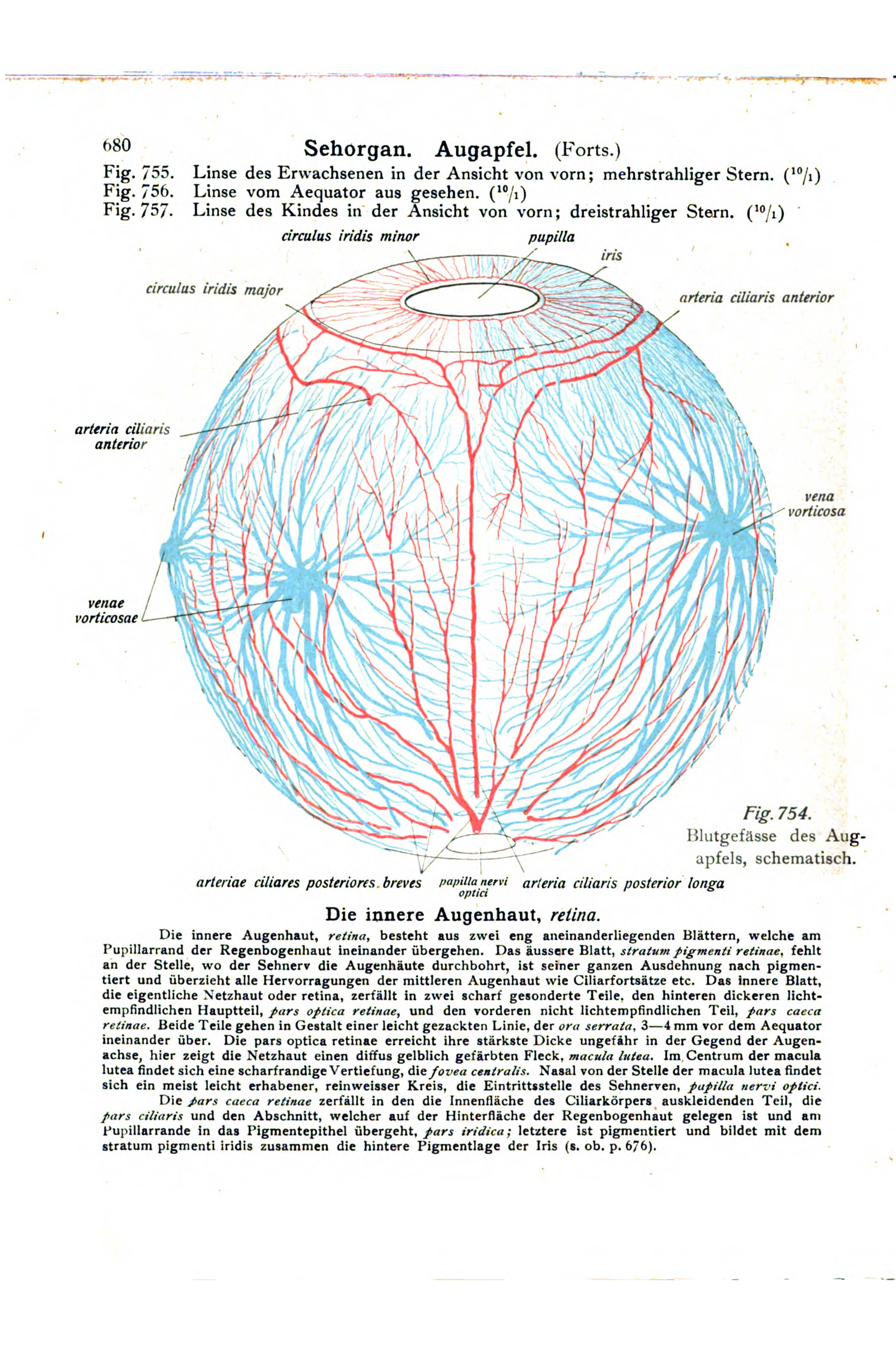 Blood Vessels of the Eye