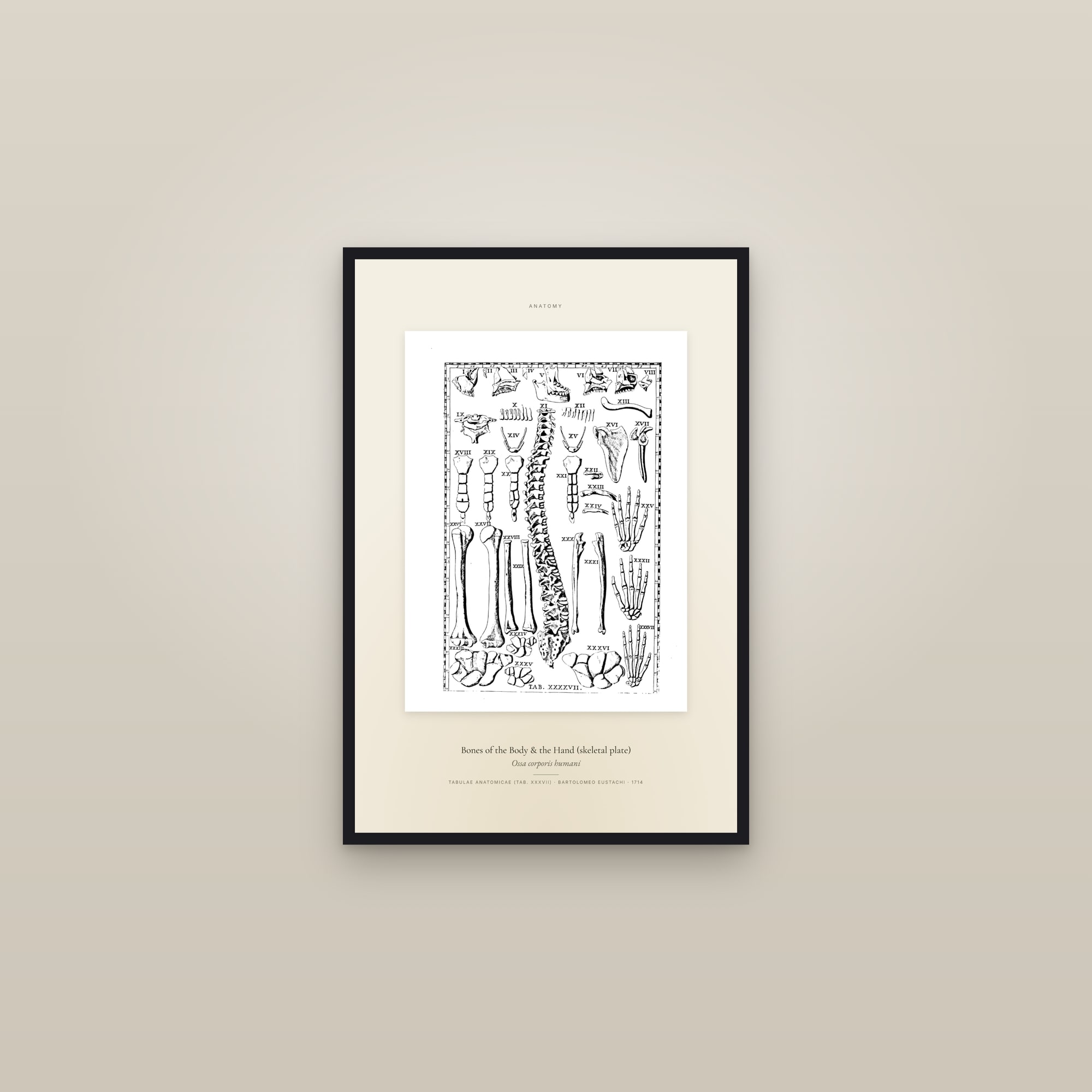 Bones of the Body & the Hand (skeletal plate) — Specimen — framed in a gallery setting