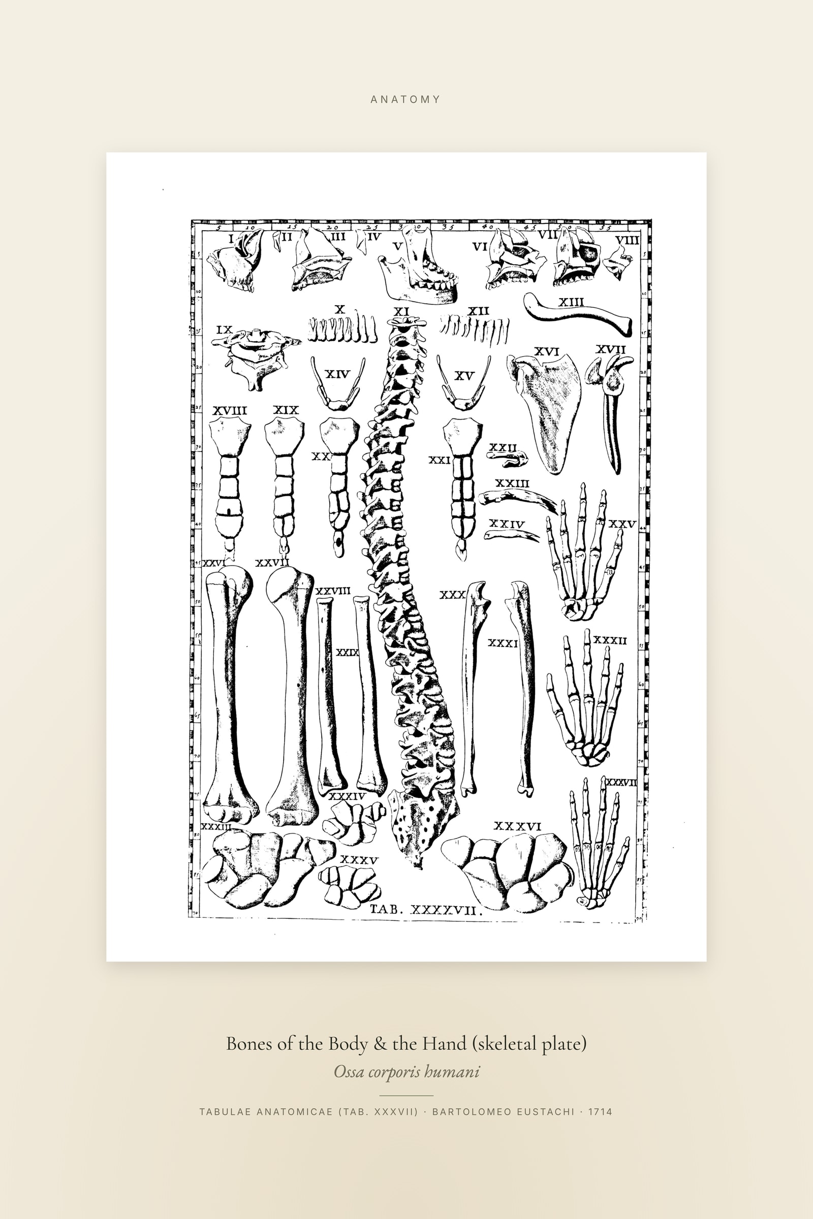 Bones of the Body & the Hand (skeletal plate) — Specimen