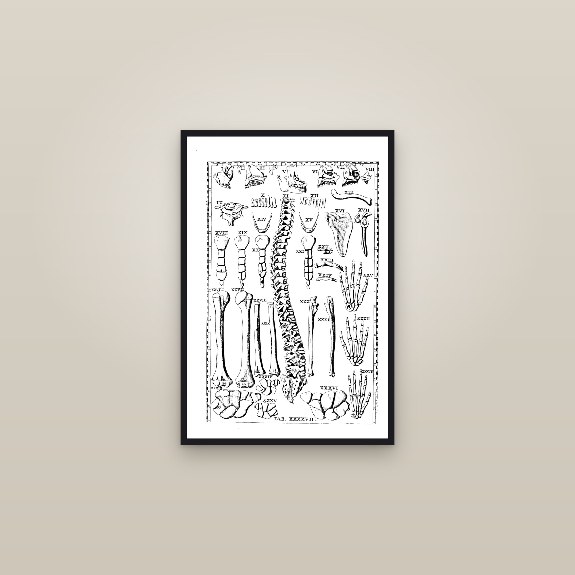 Bones of the Body & the Hand (skeletal plate) — framed in a gallery setting