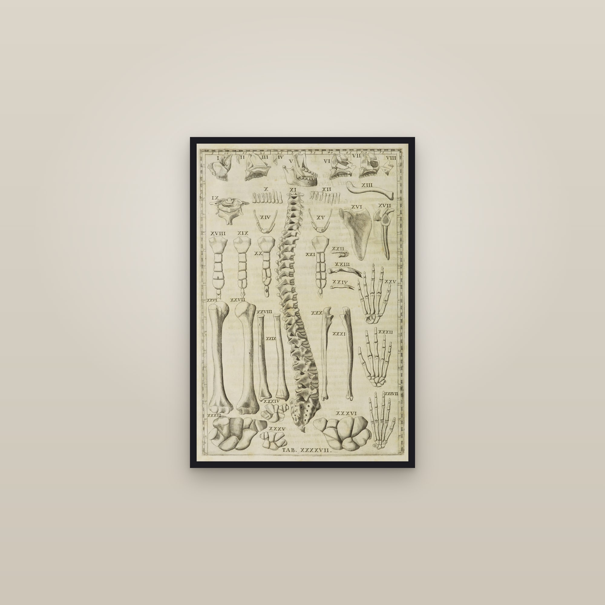 Bones of the Body & the Hand (skeletal plate) — framed in a gallery setting