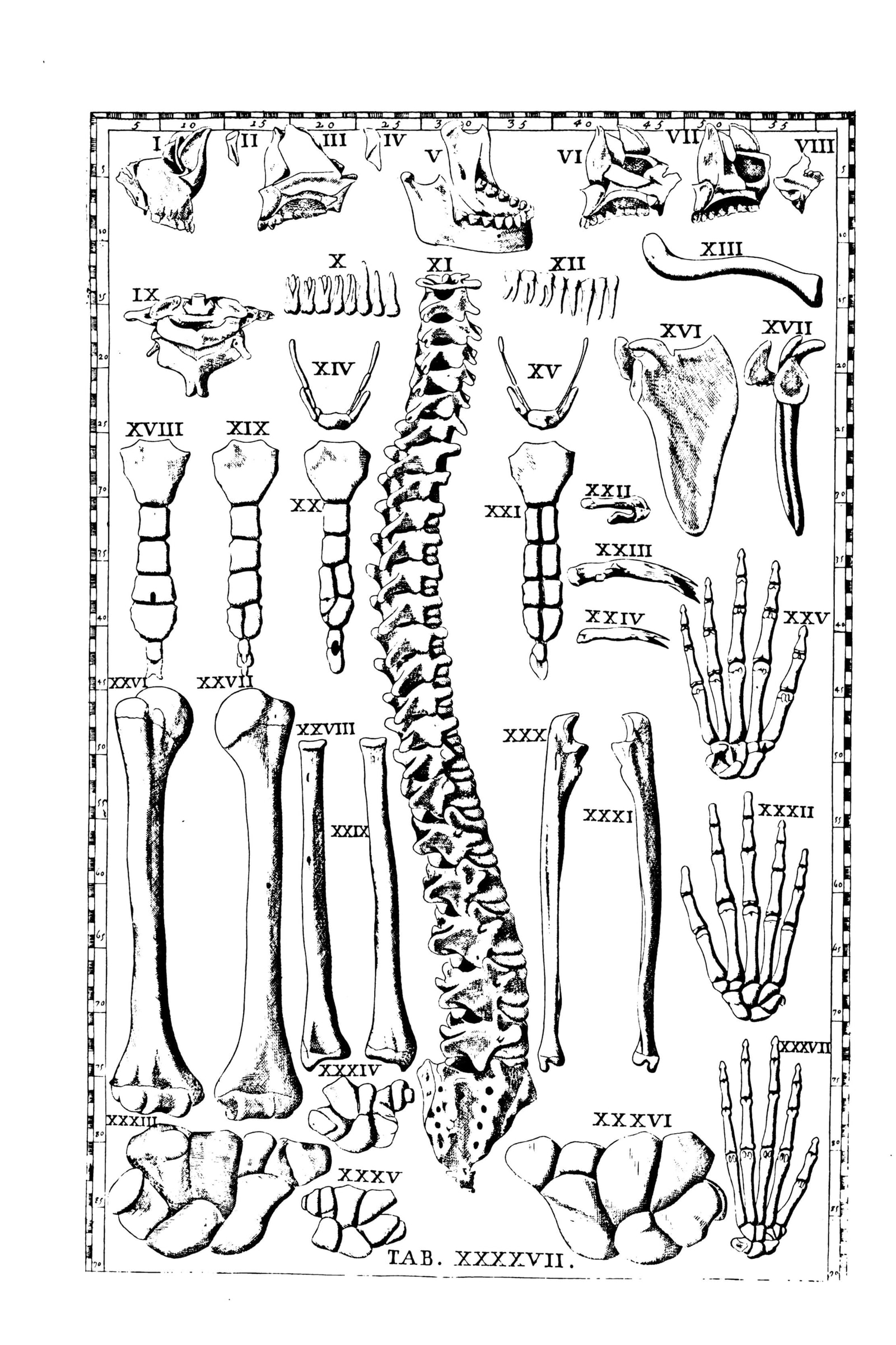 Bones of the Body & the Hand (skeletal plate)