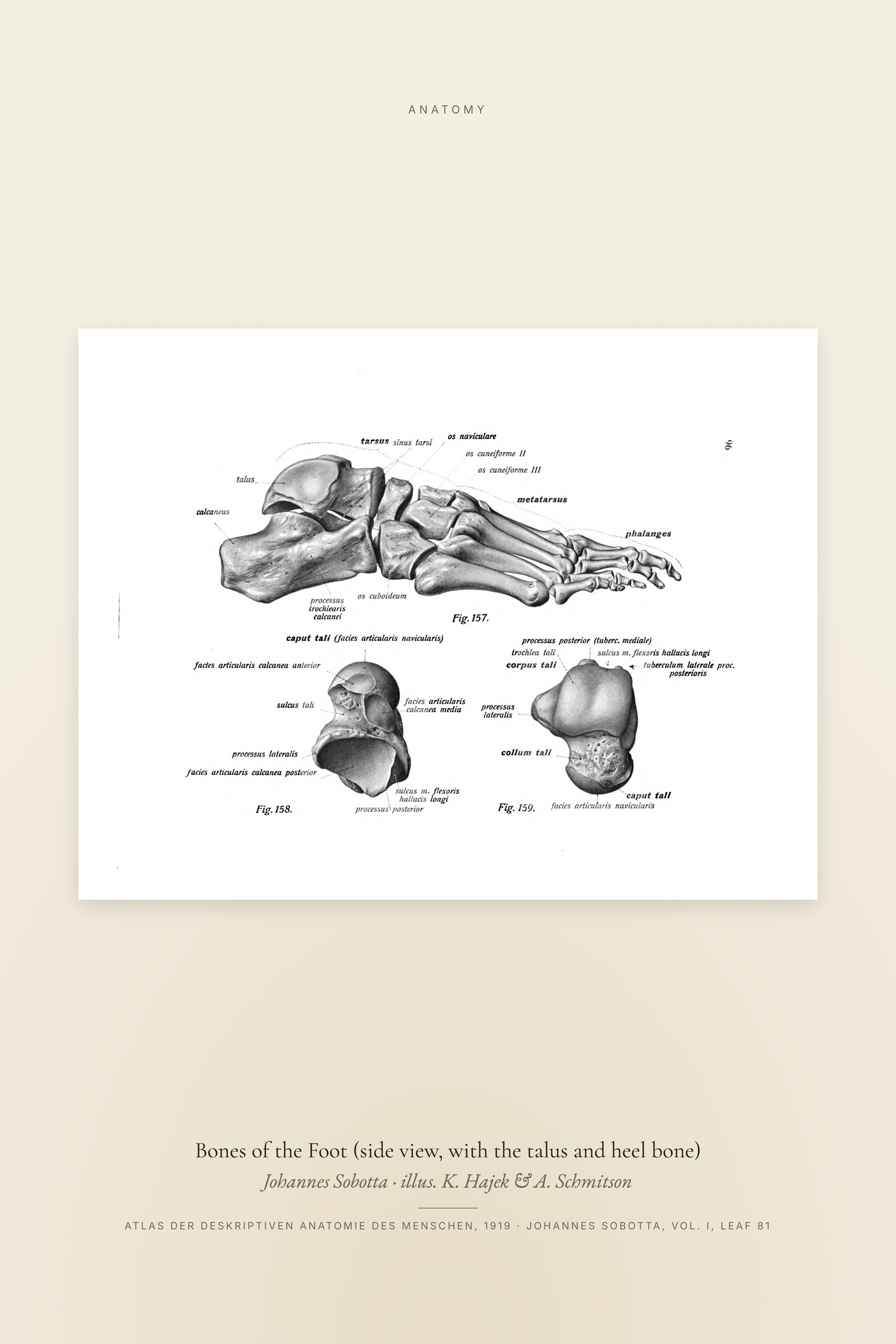 Bones of the Foot (side view, with the talus and heel bone)