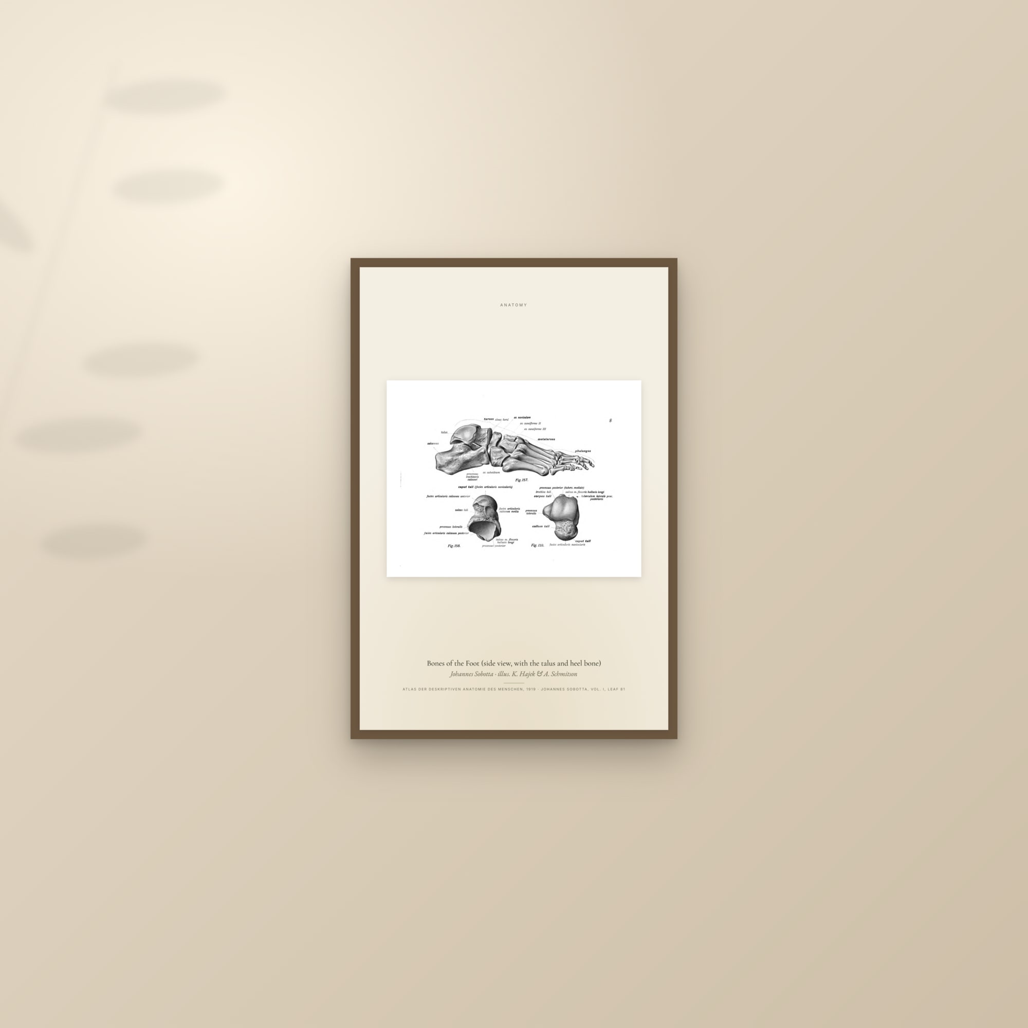 Bones of the Foot (side view, with the talus and heel bone) — framed and styled on a sunlit wall