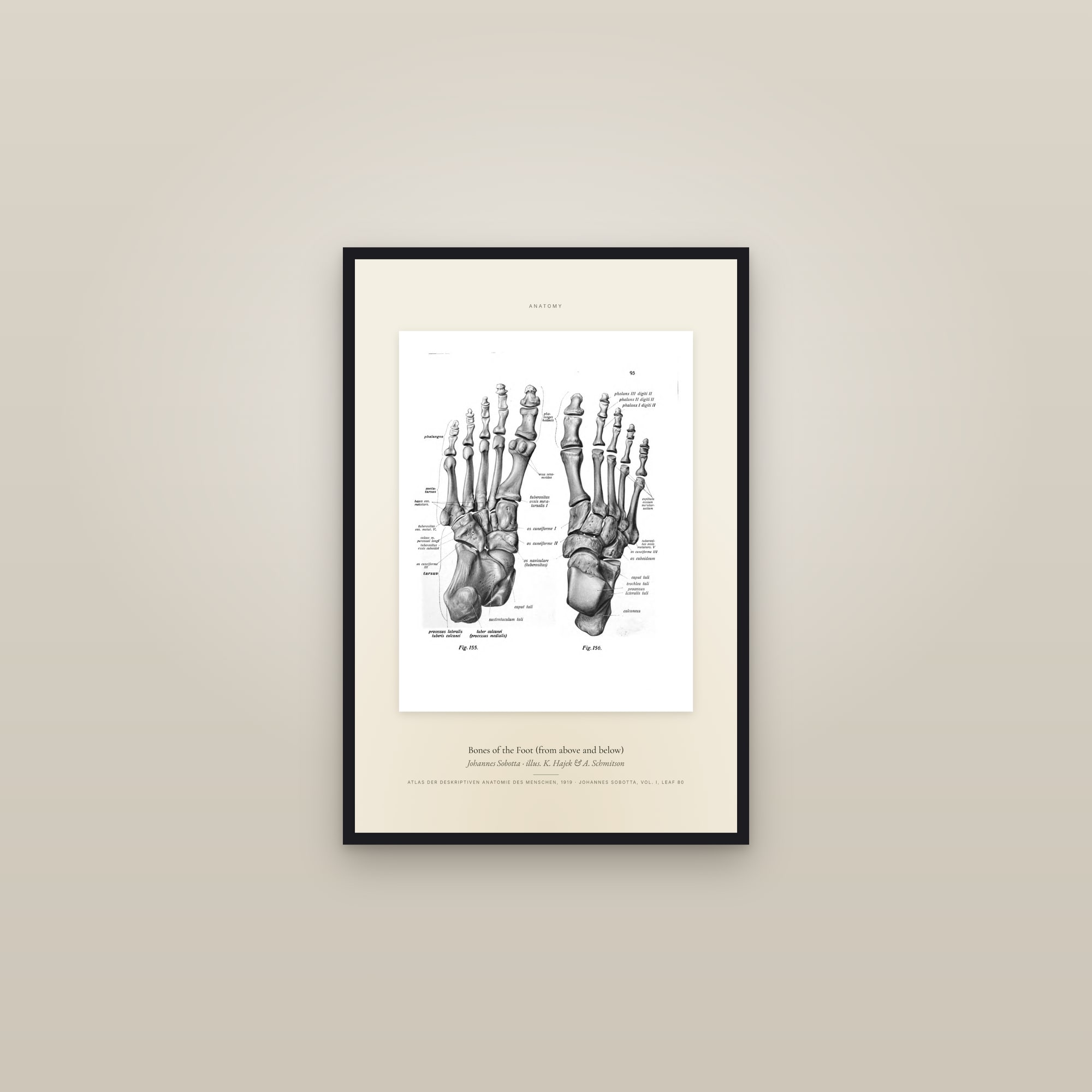 Bones of the Foot (from above and below) — Specimen — framed in a gallery setting