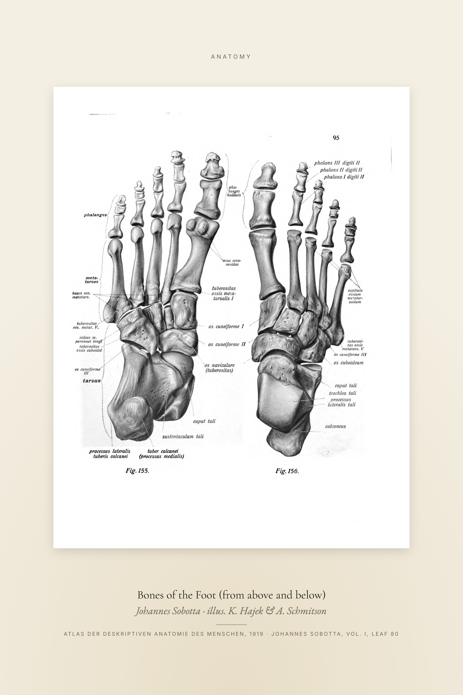 Bones of the Foot (from above and below) — Specimen